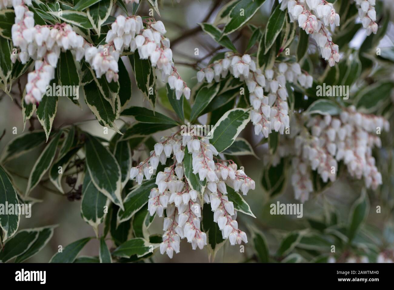 Pieris japonica 'Variegata' da vicino. Foto Stock