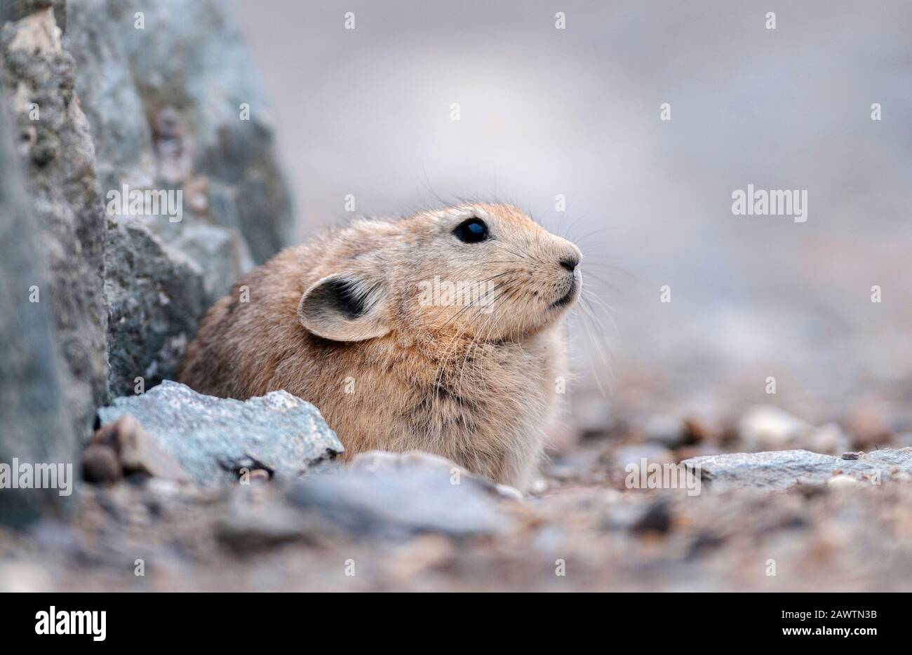 Pika è un piccolo mammifero di montagna, Tsokar Lake, Ladakh, India, India Foto Stock