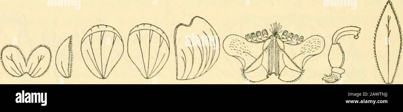 Collezioni varie Smithsonian . infiorescence paniculate, the axis 14-16 cm. Long, 2.5-3 ^J^- ^^ diam- i6 SMITHSONIAN varie COLLEZIONI VOL. 121 eter, striate, hirsute, i rami laterali circa 6, divaricate, 10-12cm. lunghi, lo-ii mm. larghi, ottusi all'apice, pedunculate (peduncle6-14 mm. lunghi), bratteato, i bratti lanceolati, 6-6,5 mm. lunghi,2-2,2 mm. larghi, acuti, pubescenti sotto, ciliati, decidui-5 mm. sepali esterni ovato, ottuso, ciliato, leggermente pubescente sotto,3-nerved, i due più bassi 2-2 Foto Stock