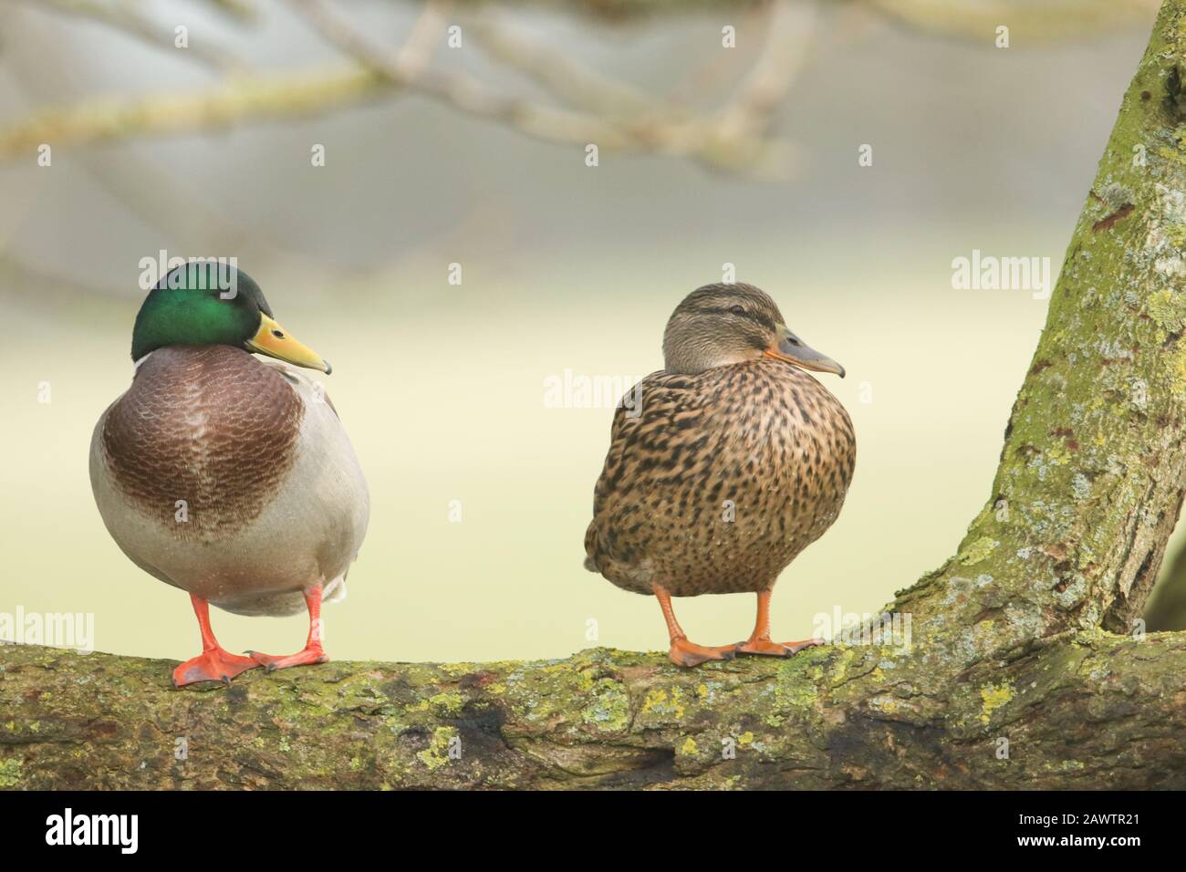 Un paio di bellissimi Mallard Ducks, Anas platyrhynchos, in piedi fianco a fianco su un ramo in un albero. Foto Stock