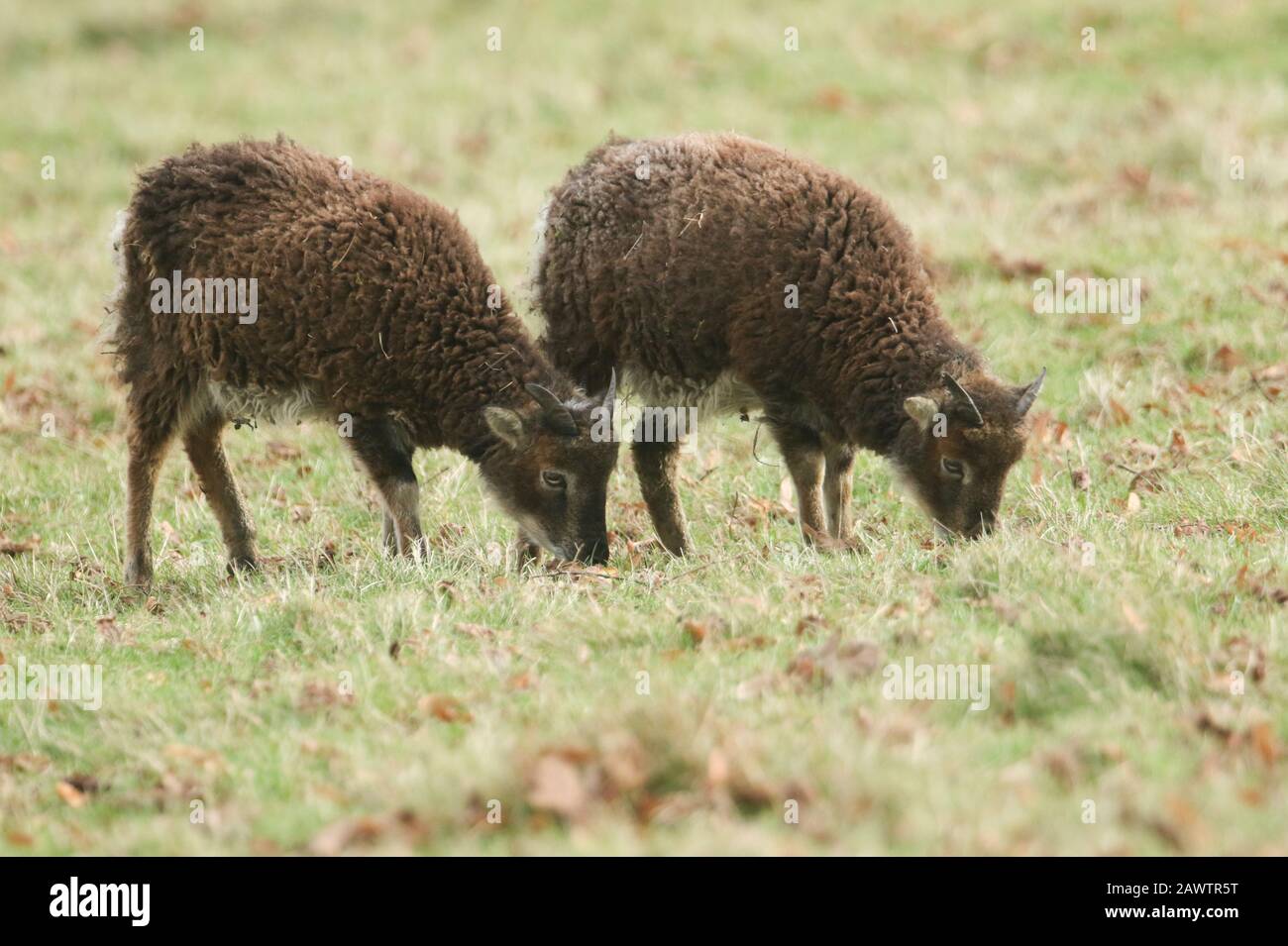 Due dolci pecore di Soay, Ovis aries, che pascolano in un campo ai margini del bosco. Foto Stock