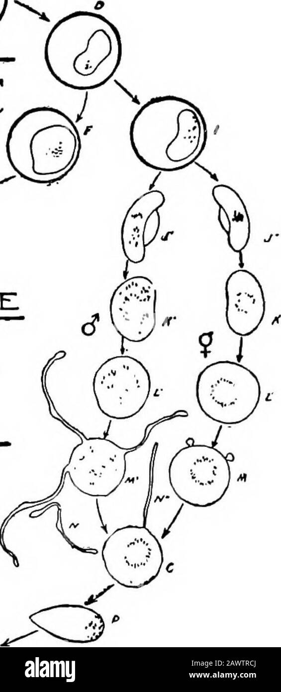 Essentials of batteriology; essere un'introduzione concisa e sistematica allo studio dei batteri e delle microörganisms alleate . Fig. Loo. - Schema che mostra i cicli umani e delle zanzare del parassita themalarial: A, cella rossa normale; B, C, D, e, cellule rosse contenenti amebula o mixopodi; F, G, H, sporociti; J, K, L, M, microtgame-tociti o gameti maschi; J, K, L, M, o, macrogametociti, M, gameteti femminili; N; P, vermicule itinerante; Q, zigote giovani; R, S, zigotomeri; T, blastophore; U, zigote maturo (modificato dal diagramma di Blanchards che illustra il ciclo di vita di Coccidiumschubergi) (Rees, in Foto Stock