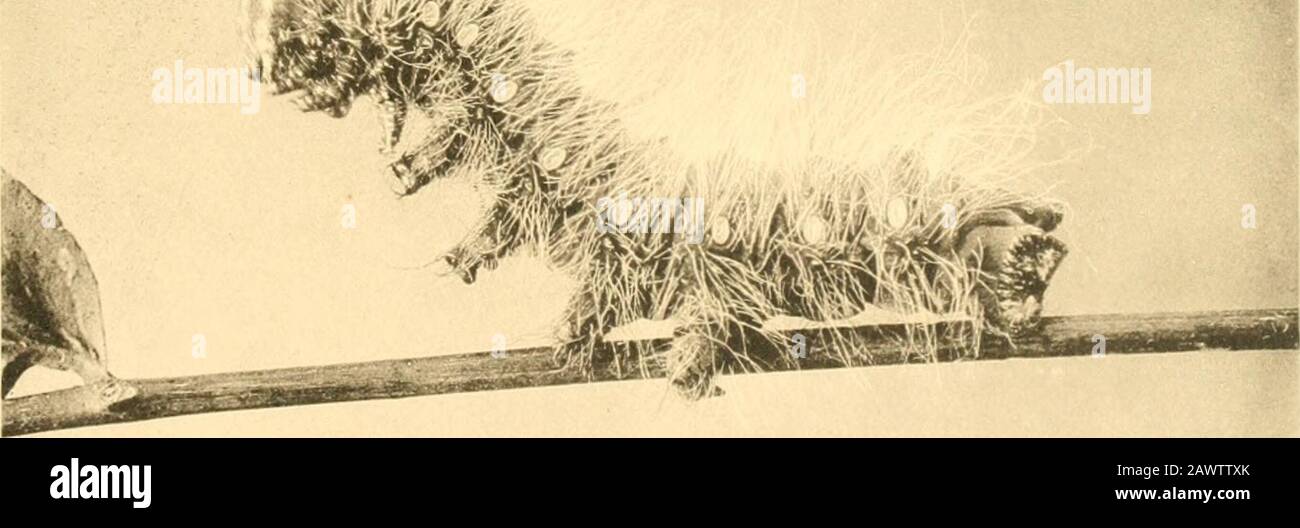 Monografia delle bombe del Nord America, comprese le loro trasformazioni e l'origine dei segni larvale e dell'armatura . DLM^. SPIEGAZIONE DELLA PIASTRA XXVIIL FIG. 1.-Eacles imperialis, Stage II ami IV.Fig. 2.-Eacles imperinliti, fase III.Fig. 3.-Eacles imperialis, ultima tappa. Dalle fotografie di A. Hyatt Verrill. 206 MEMORIE della NATIONAL ACADEMY of SCIENCES VOL. IX PRIMO RICORDO Foto Stock