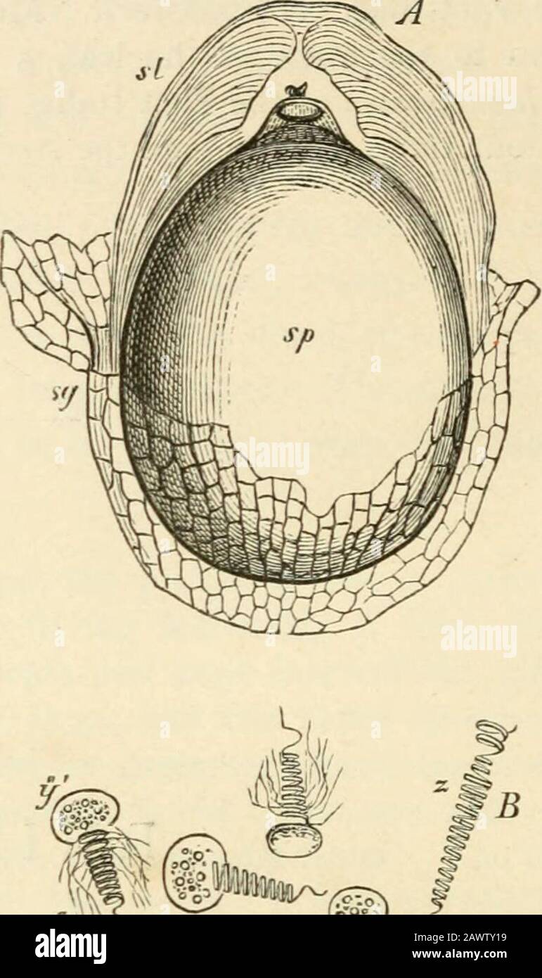 Testo-libro di botanica, morfologica e fisiologica . Fig. 285.-5a/2//«?Vi! Nutans; UN intero microspo-rangium, i tubi delle microspore che si rompono (X circa 100); K uno di questi tubi st. Protrudnig dal tlieenvelope del microsporangium h (x circa 200), un teantheridium ancora chiuso; C tube con l'anrisodio vuoto (Sothersheim). 11;^ IW-^ Foto Stock