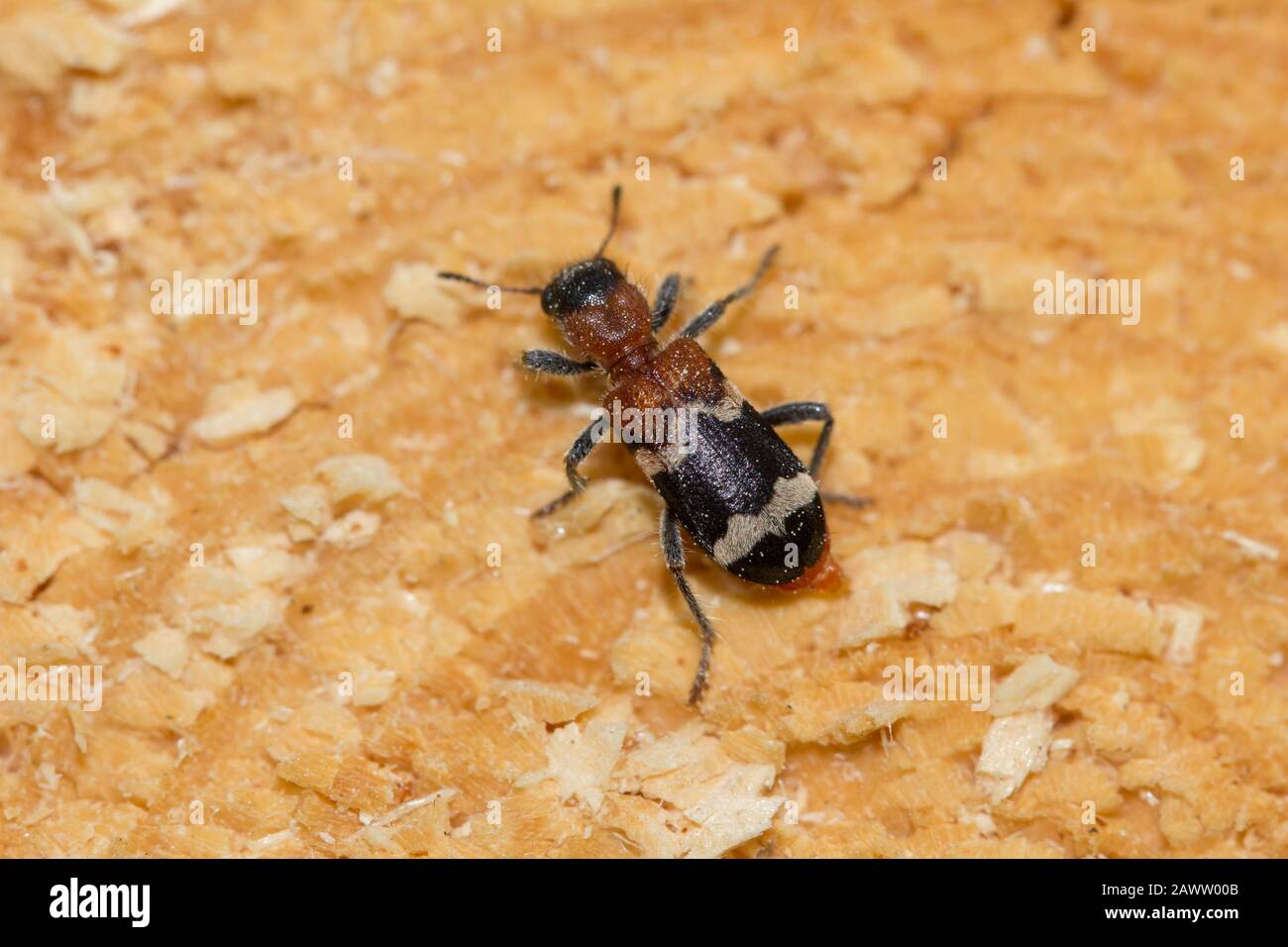 Coleottero europeo rosso belligerato Foto Stock