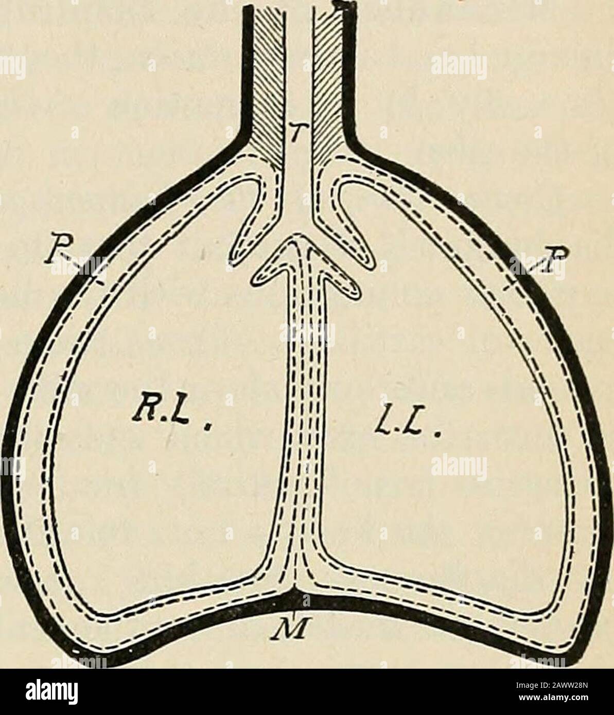 Un testo-libro di fisiologia, per gli studenti medici e medici . la brevità è solo potenziale, cioè, gli strati parietali e viscerali sono ovunque a contatto l'uno con l'altro. Condizioni sotto-patologiche o accidentali aria o essudazioni possono entertifi spazio e formare una cavità reale. Lungo la linea mediana del corpo e intorno alle radici dei polmoni si trovano i mediastinalspaces che si trovano tra i sacs pleurici dei due lati, ma entirelyfilled con i vari visceri toracici, quali il cuore, aorta andits rami, arteria polmonare e vene, vena1 cava, vena azvgos, trachea, esofago, torace Foto Stock