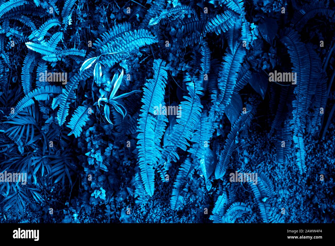 Texture di molte foglie fresche di una pianta tropicale in colori blu. Sfondo tropicale naturale. Colore trendy dell'anno 2020. Foto Stock