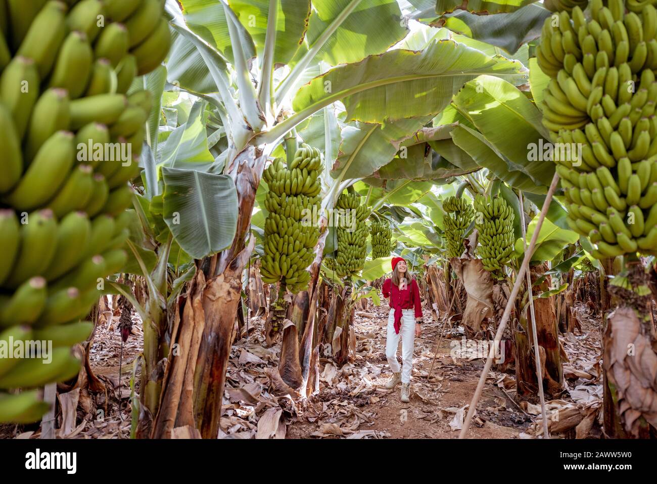 Bella piantagione con un ricco raccolto di banane, donna come turista o contadino a piedi tra gli alberi. Concetto di un turismo verde o frutti esotici produrre Foto Stock