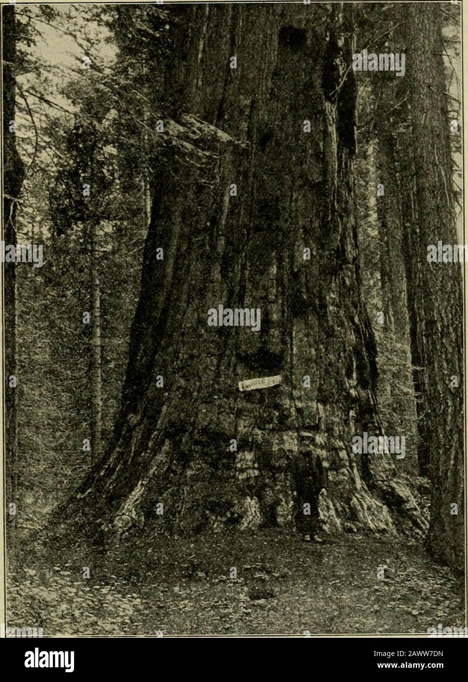 Mitteilungen der Deutschen Dendroologische Gesellschaft . zurückgelassen Hat. Wir haben gar nichtnötig uns klein zu machen. Die Stumpfe dieser Bäume tragen auf mehr denn100 Fuß Höhe keine Spur von einem Ast und zeigen infolgedessen die Größeihrer Masse in voller Mächtigkeit. Die Rinde ist rot und von einer sehr trockenen, 19. Im Reiche Der Mammutbäume. 301 langfaserigen Struktur. Jeder alte Baum ist an seiner Base durch Feuer beschädigt.Wann aber stand dieser Sequoien-Wald in Flammen, wenn ein seitdem auf-gewachsener Kiefernwald keine Spur einer Beschädigung zeigt? Wie alt wohl sinddiese Foto Stock