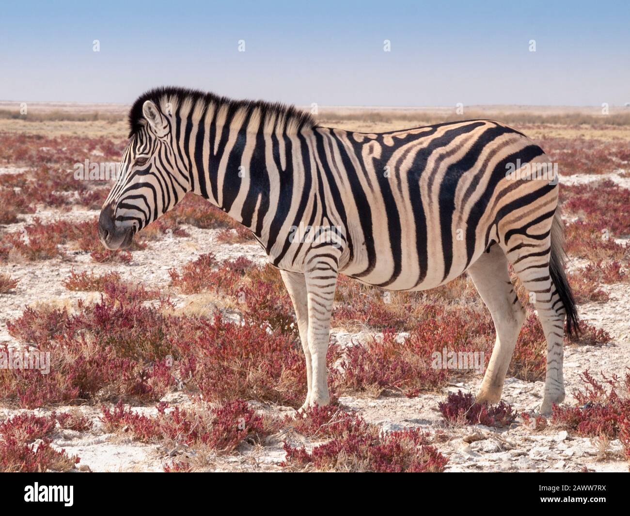 Zebra nel Parco Nazionale Etosha in Namibia. Foto Stock