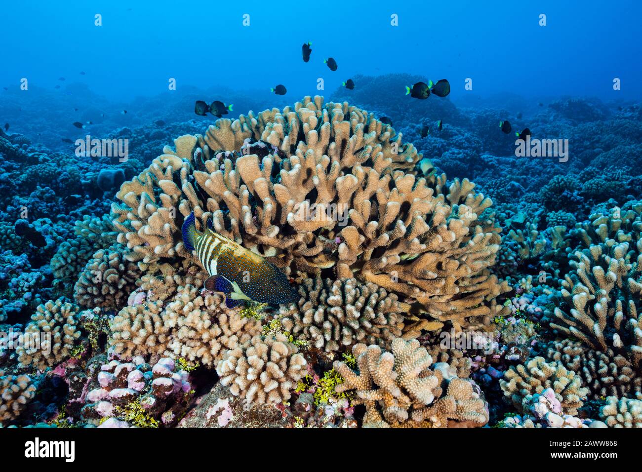 Barriera Corallina Incontaminata, Fakarava, Tuamotu Archipel, Polinesia Francese Foto Stock