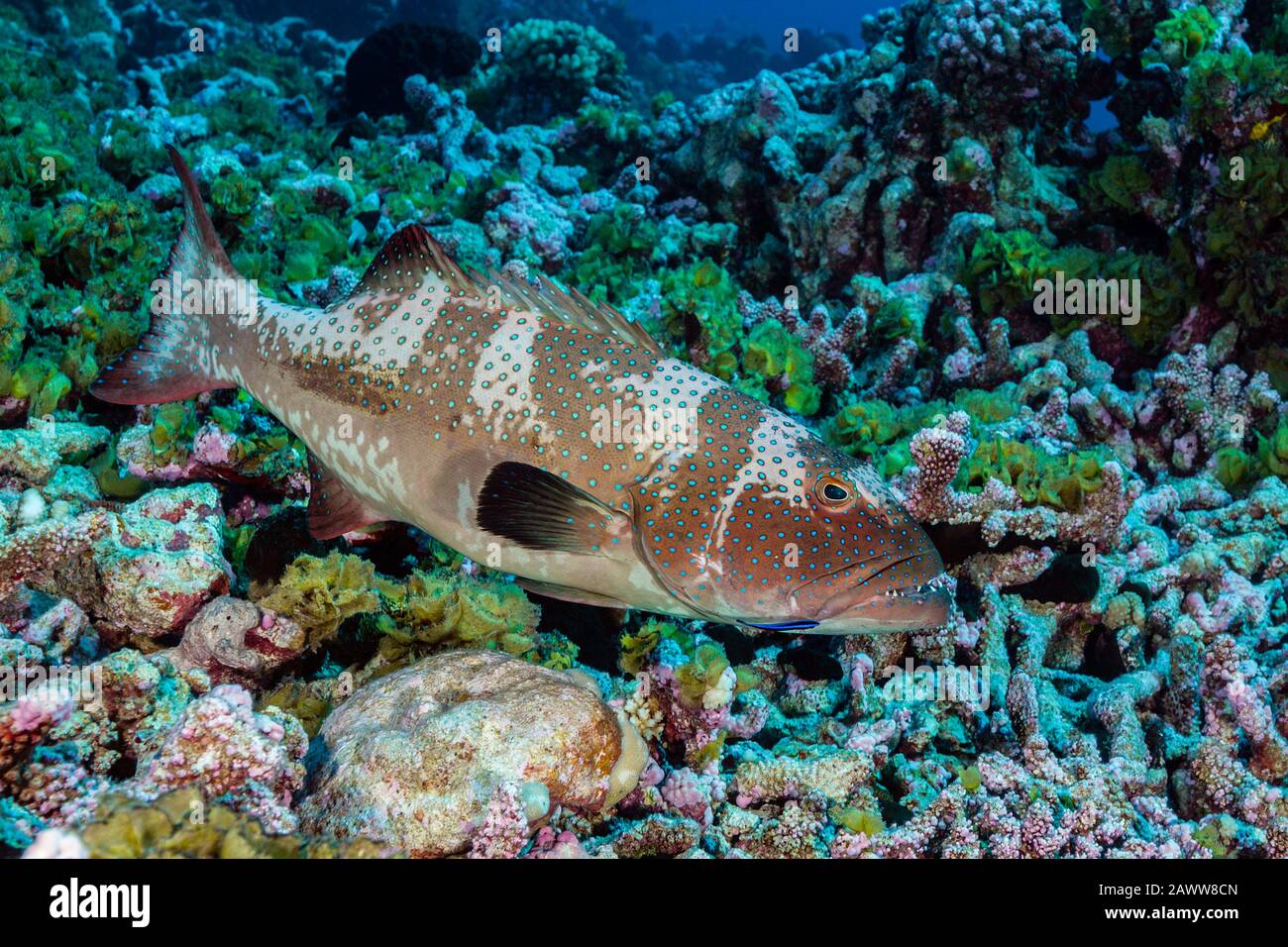 Selleback Coral Trout, Plectropomus Laevis, Fakarava, Tuamotu Archipel, Polinesia Francese Foto Stock