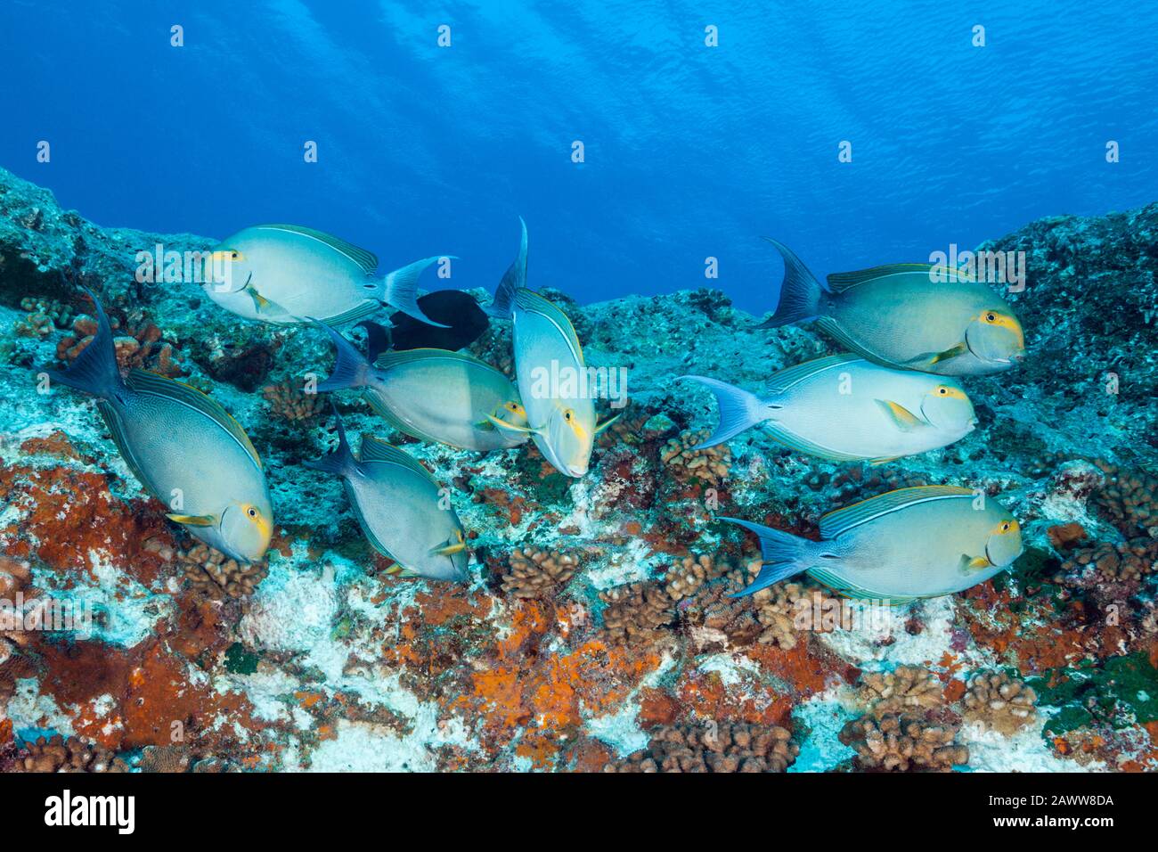Yellowfin Surgeonfishes, Acanthurus Xanthopterus, Fakarava, Tuamotu Archipel, Polinesia Francese Foto Stock