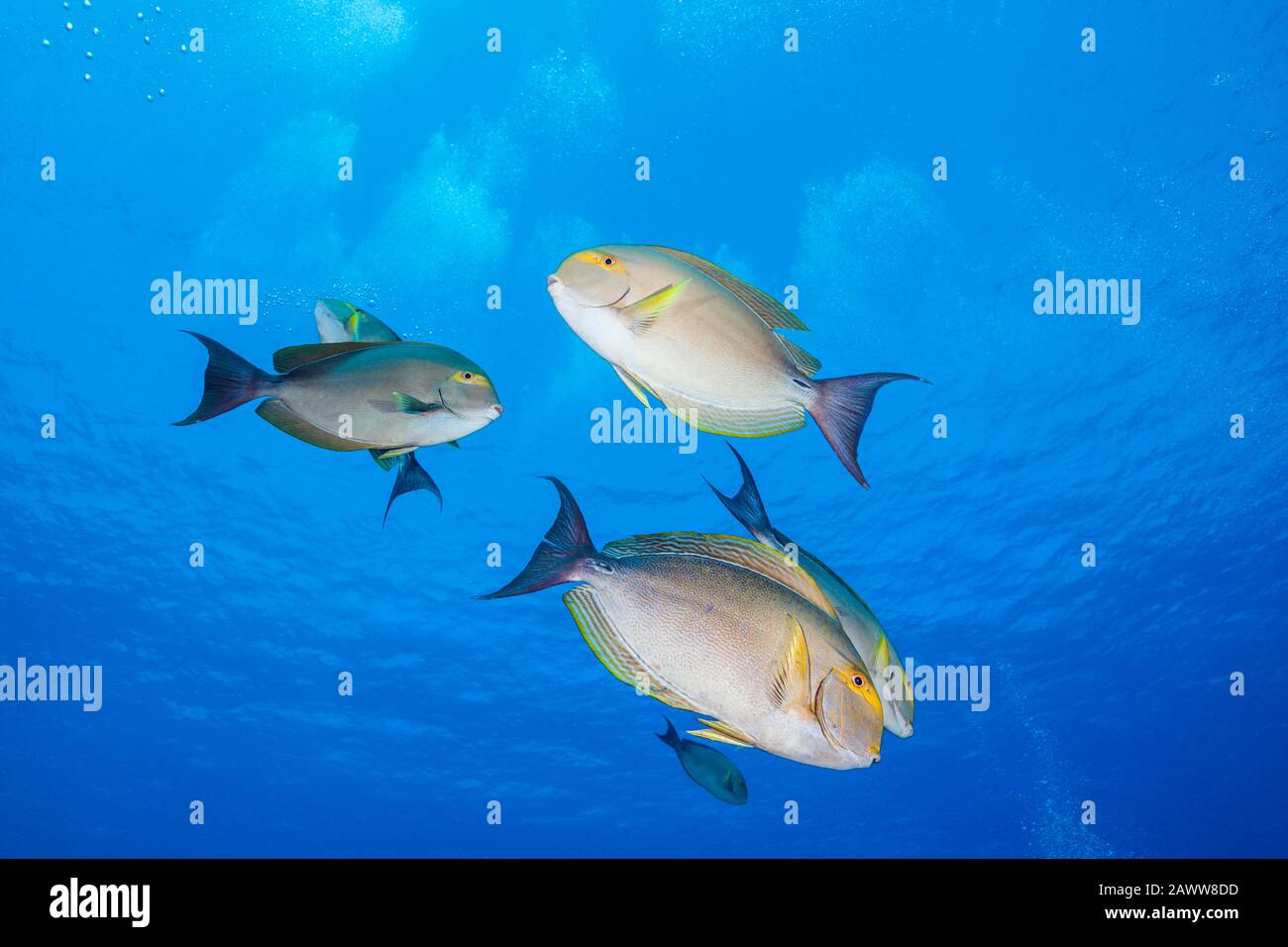 Yellowfin Surgeonfishes, Acanthurus Xanthopterus, Ahe, Tuamotu Archipel, Polinesia Francese Foto Stock