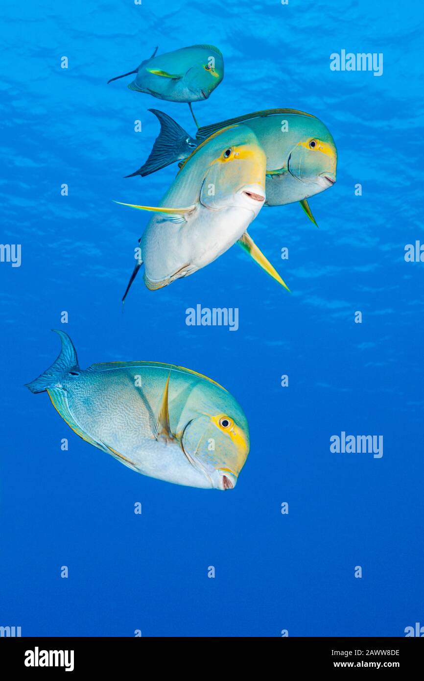 Yellowfin Surgeonfishes, Acanthurus Xanthopterus, Ahe, Tuamotu Archipel, Polinesia Francese Foto Stock