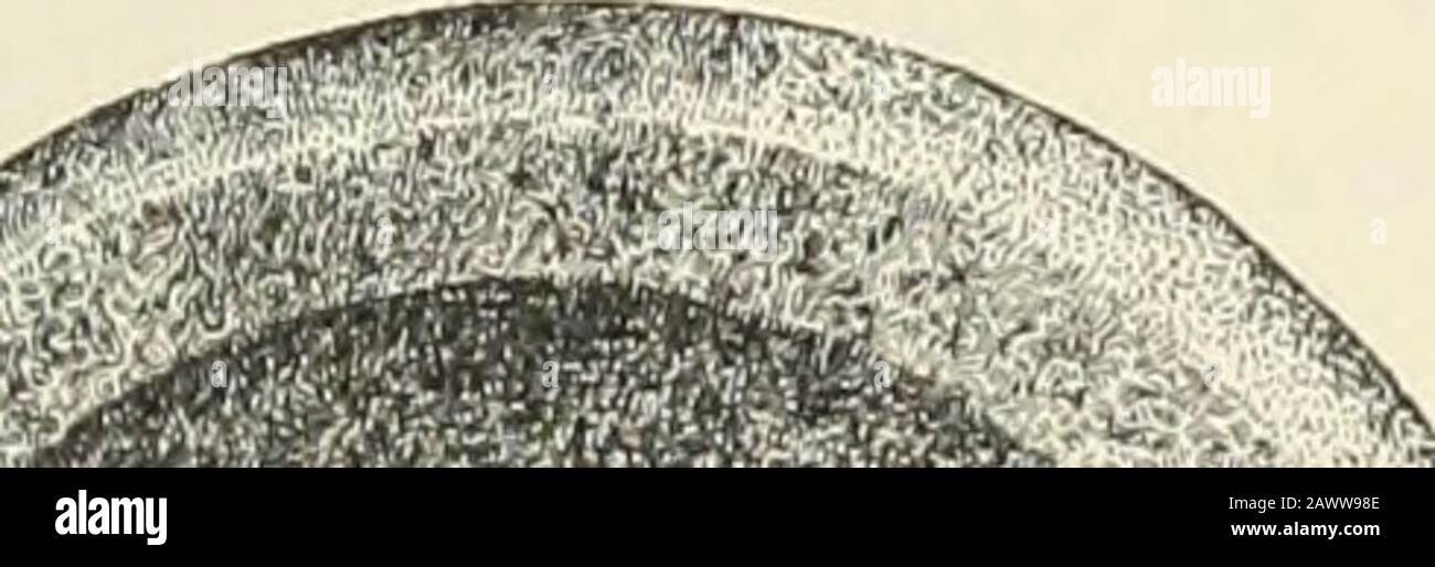 Rapporto annuale dell'Ufficio di Etnologia al segretario dell'Istituto Smithsonian .. . Fig. 96.-pietra disoilale, con perforazione. Un punto, in cui mostra segni di uso come martello o pestello, è stato utilizzato anche come mortaio, i bordi della concavità sono molto chippedand rotto; uno ciascuno dalla contea di Craighead, Arkansas, di novaculite; contea di Eandolph, Illinois, di granito; contea Cherokee, Georgia, di quarzo; E Obion contea, Tennessee, di arenaria. Nell'ultimo quadruplicato, l'intera superficie è abbastanza liscia o addirittura molto ardua. B. Con una piccola perforazione a livello dell'ingresso. Il tipo Foto Stock