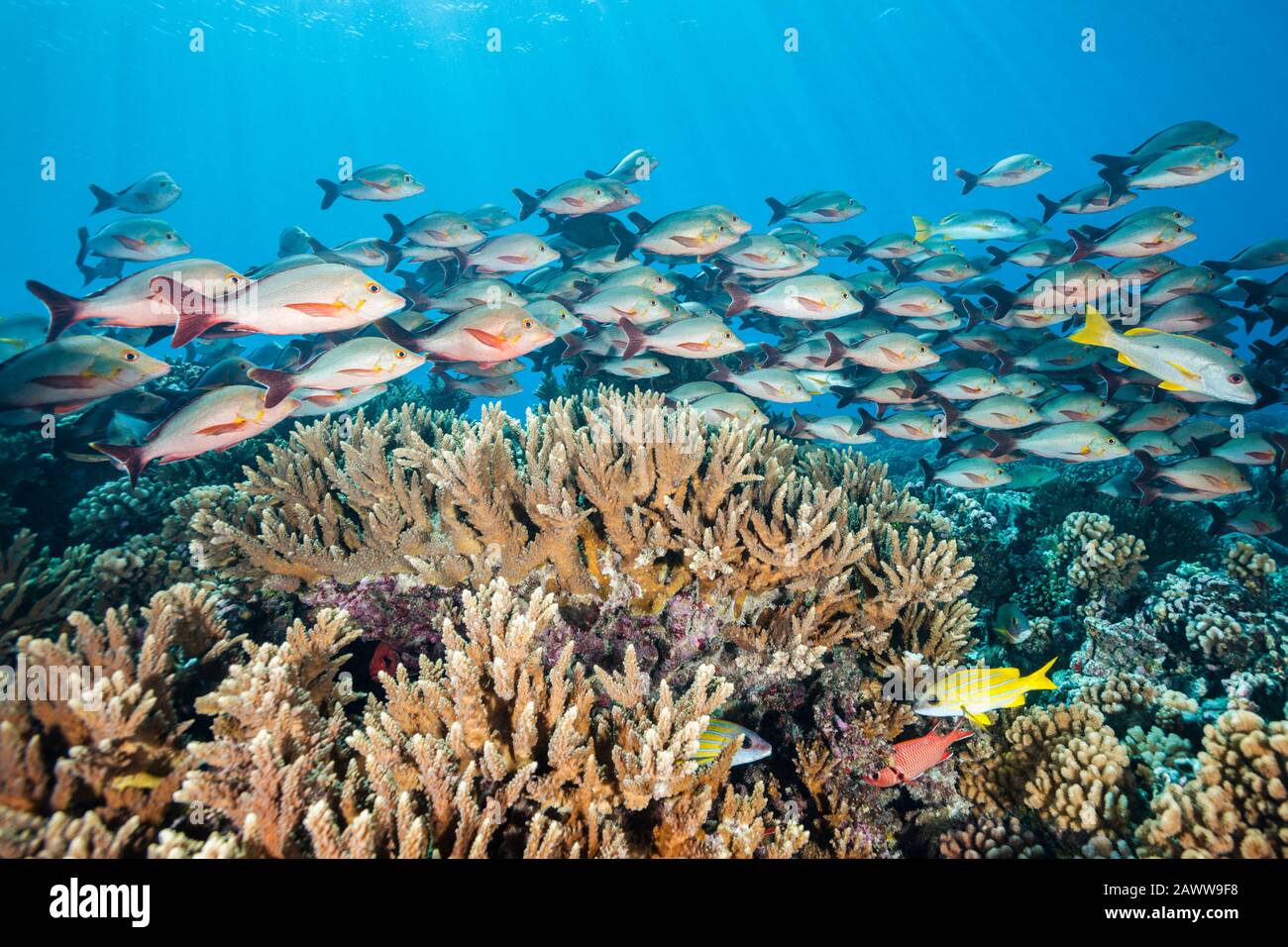 Shoal Di Humpback Snapper, Lutjanus Gibbus, Fakarava, Tuamotu Archipel, Polinesia Francese Foto Stock