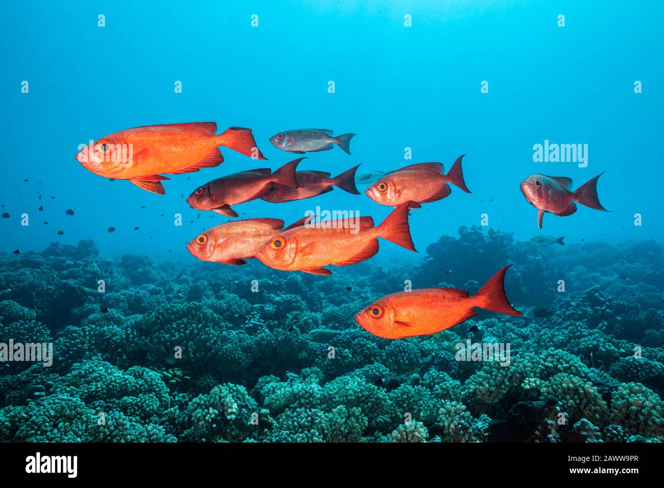 Shoal Di Bigeye A Coda Di Mezzaluna, Di Priacanthus Hamrur, Di Kauehi, Di Tuamotu Archipel, Polinesia Francese Foto Stock