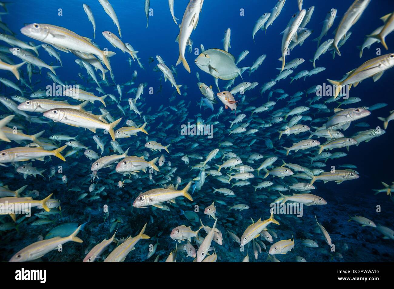 Shoal Di Yellowfin Gootfish, Mulloidichthy Vanicolensis, Fakarava, Tuamotu Archipel, Polinesia Francese Foto Stock