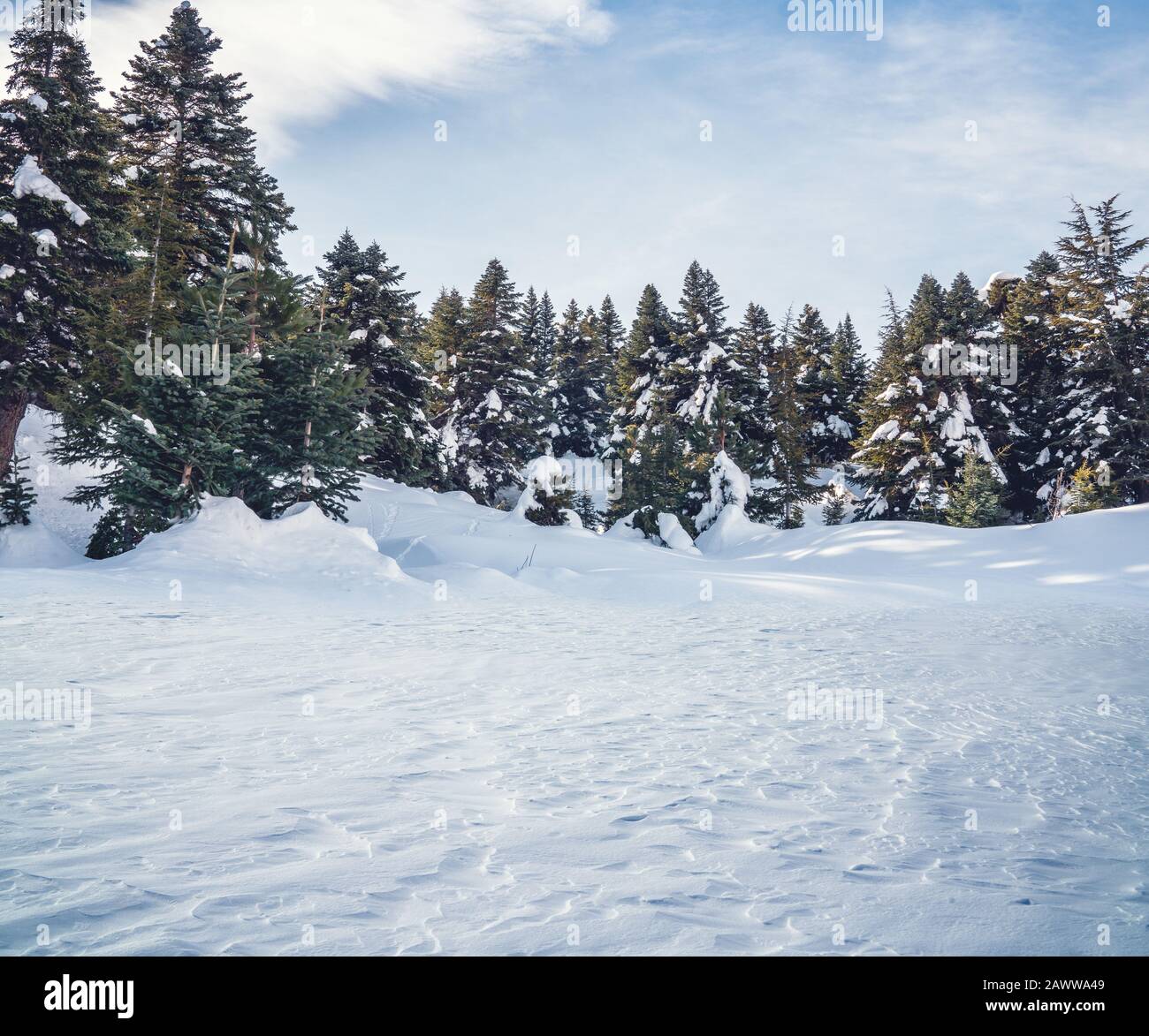 Bellissimo paesaggio invernale con alberi da cowered innevati sullo sfondo. Foresta frosty e concetto di vacanza invernale Foto Stock