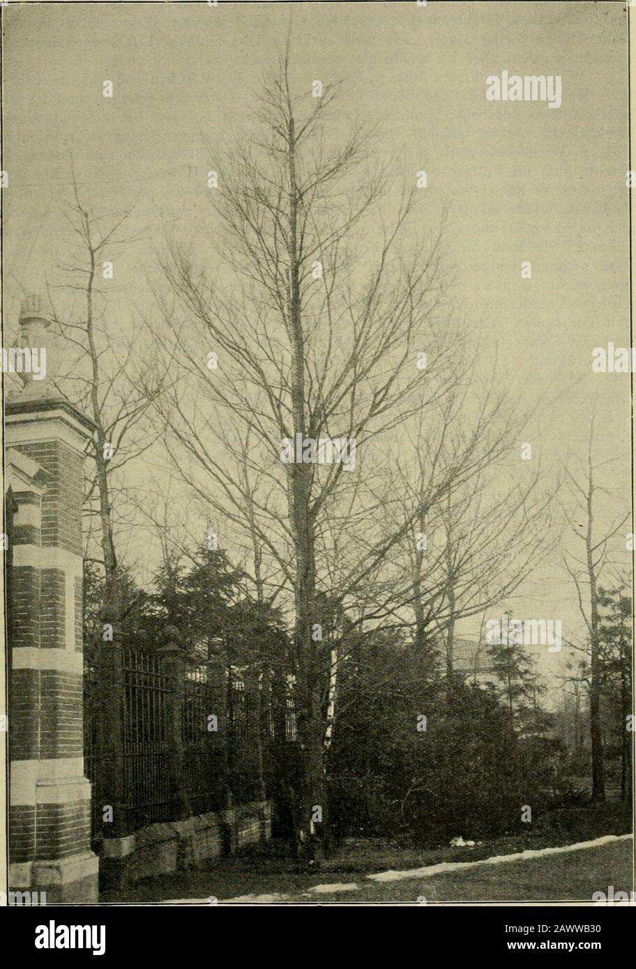 Mitteilungen Der Deutschen Dendroologische Gesellschaft . Auch eineStraße a Tilburg ist bepflanzt mit Ulmus campestris monumentalis, aber man hatsie dort zu viel geschnitten, wodurch die typische Form verloren gegangen ist.Diese Bäume stehen ebenfalls auf Sandboden. Gepfroppft auf tyische Ulmuscampestris, verwächst die Veredelungsstelle ganz gut, und nach einigen Jahrenist die Stelle WO die Pfroppfung stattfand, nicht mehr zu sehen. Am besten ist es,die Unterlagen am Wurzelhals zu pfroppfen, aber auch auch auf Hochstämmen gelingtes stets. Haarlem. L. A. Springer. Stadtgärtner Rinz a Francoforte, a/M.. Foto Stock