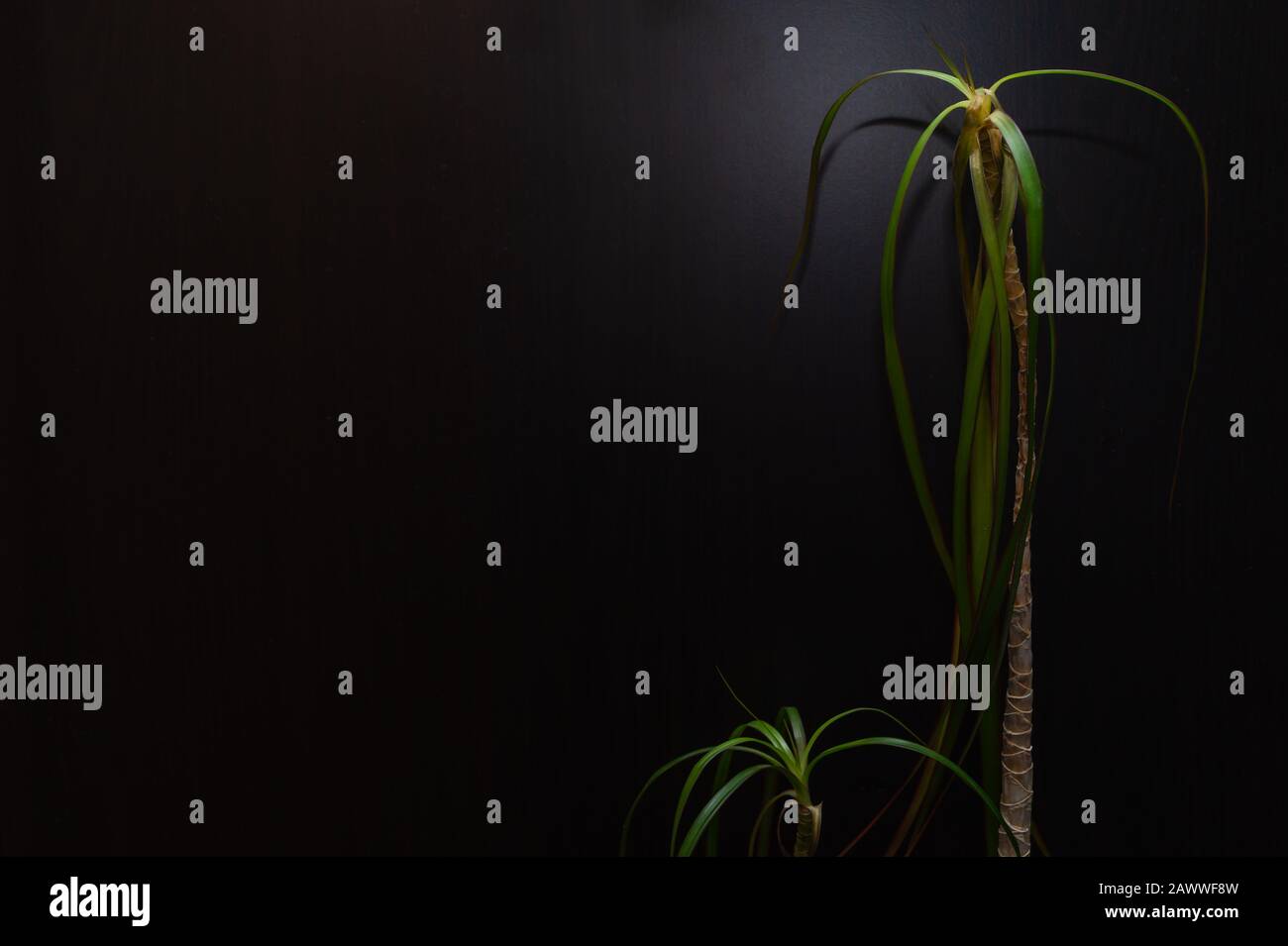 Home pianta su uno sfondo scuro. Houseplant stand alone. Dracaena pianta nel buio. Copia spazio Foto Stock