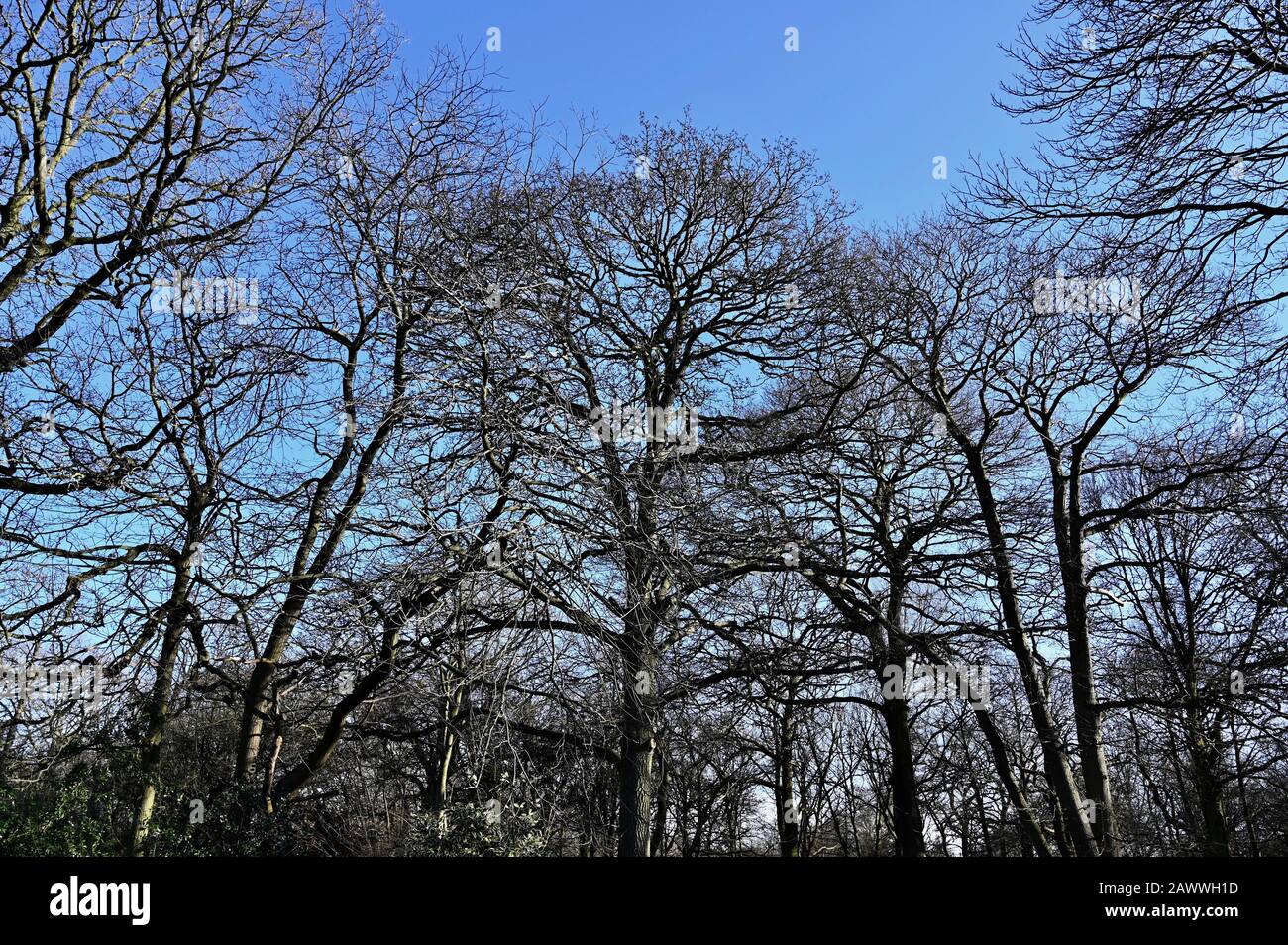 Bosco. Foots Cray Meadows, Sidcup, Kent. REGNO UNITO Foto Stock