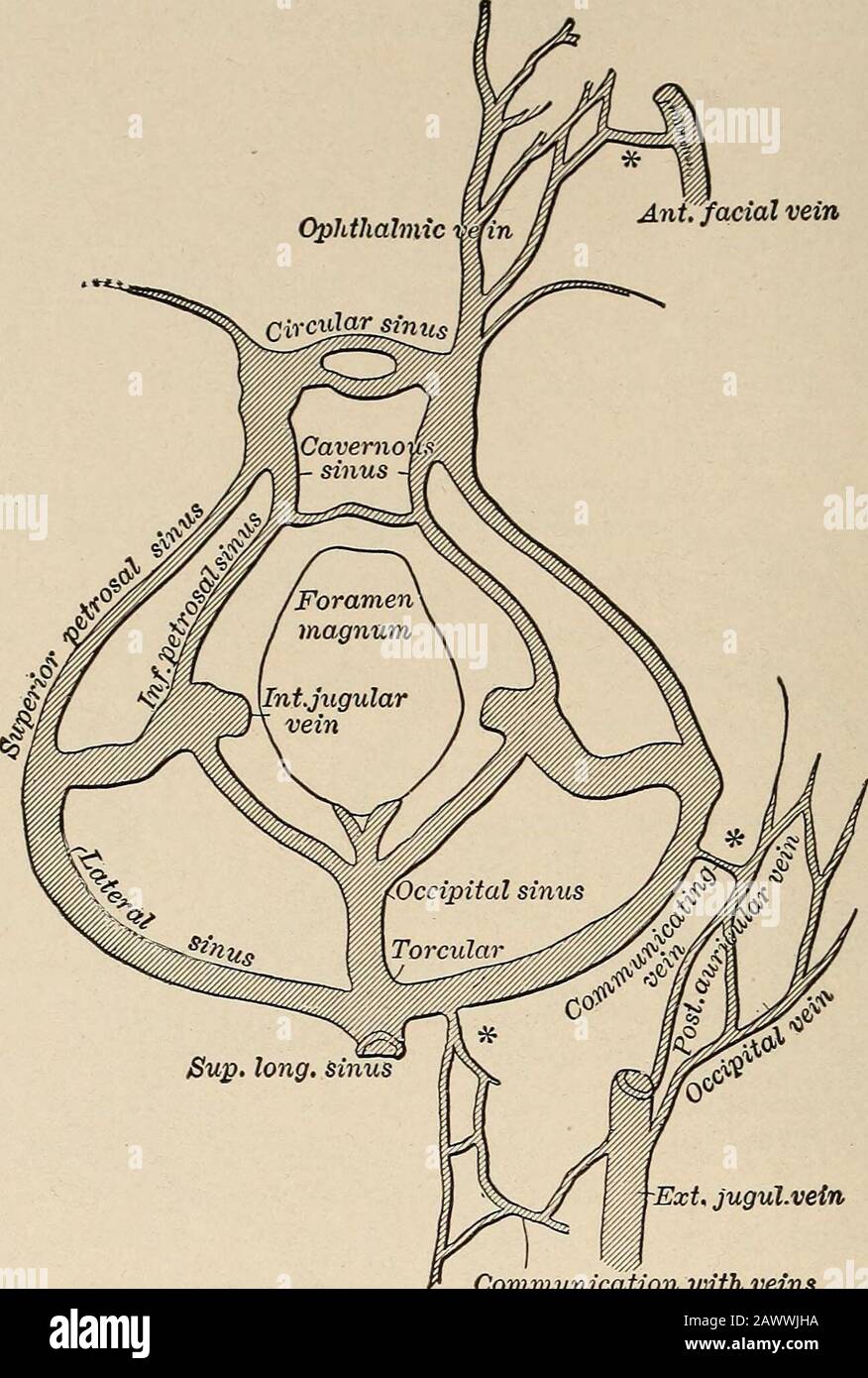 Malattie nervose e mentali. Corrente sanguigna di questo duralchannel. Qui le condizioni circolatorie sono rese ancora moresfavorevoli dalla pressione idrostatica, dalla presenza di trabecolare nei thesinuses che impediscono il flusso di sangue, e dal ritardo venodurante l'inspirazione. Le vene cerebellari si svuotano principalmente nelle lateralsinie. Nei seni durali svuotano anche molte vene dal viso e dal cuoio capelluto. La vena facciale comunica con la sinusale cavernosa attraverso la vena oftalmica. Le vene della volta nasale si aprono sull'estremità anteriore del seno longitudinale superiore. Xumerousvenes Foto Stock