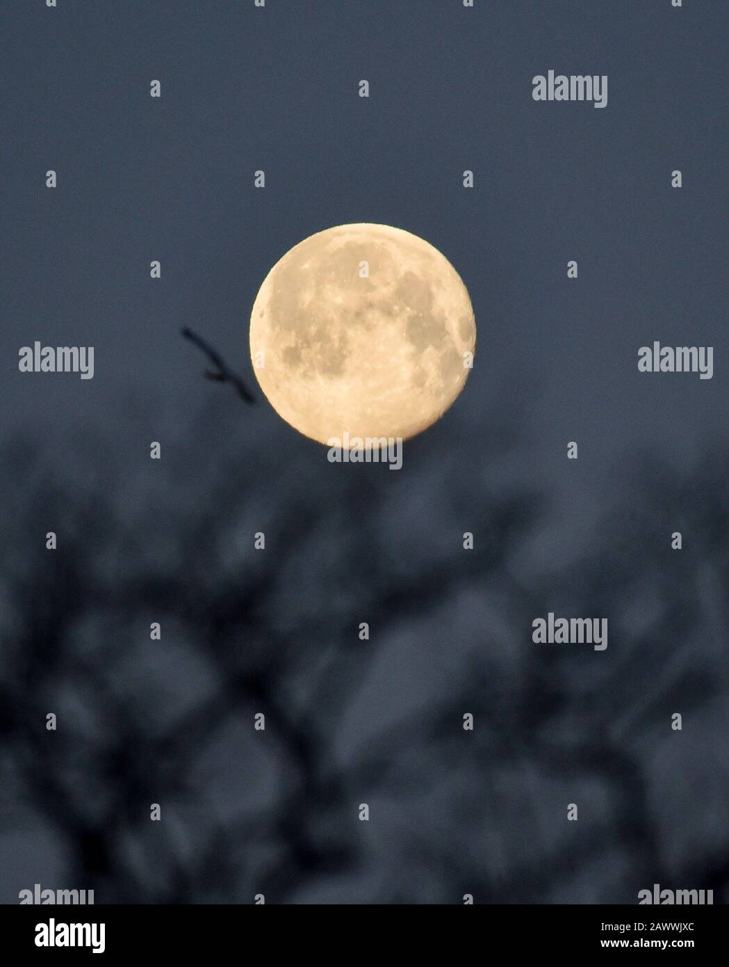 Brighton UK 10th Febbraio 2020 - la Superluna della neve scende dietro gli alberi nel Queens Park Brighton all'inizio di questa mattina, mentre Storm Ciara si allontana gradualmente dalla Gran Bretagna . Credito: Simon Dack / Alamy Live News Foto Stock