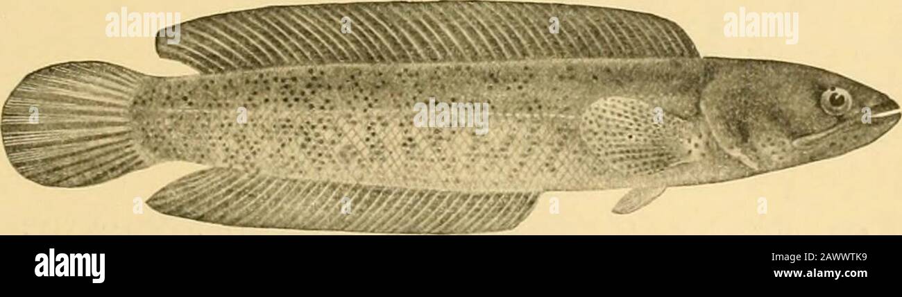 Pesci . Fig. 473 Chana Formosana Jordan & Evermann. Ruscelli di Formosa. Questi pesci non hanno un organo speciale per trattenere l'acqua sui testamenti, Ma lo spazio di gill può essere parzialmente chiuso da una membrana. Secondo il Dr. Giinther, questi pesci sono in grado di siu-vedrovught vivere in fango semifluido o sdraiarsi in uno stato torpido sotto le croste dure-cotte del fondo di un serbatoio da cui ogni goccia di acqua è scomparsa. Il respiro è. Fig. 474. – Pesce cinese a testa di serpente, Ojo/urep/w/us barca. India. (Dopo giorno.) probabilmente completamente sospeso durante lo stato di torpidità, mentre il fango è ancora morbido enou Foto Stock