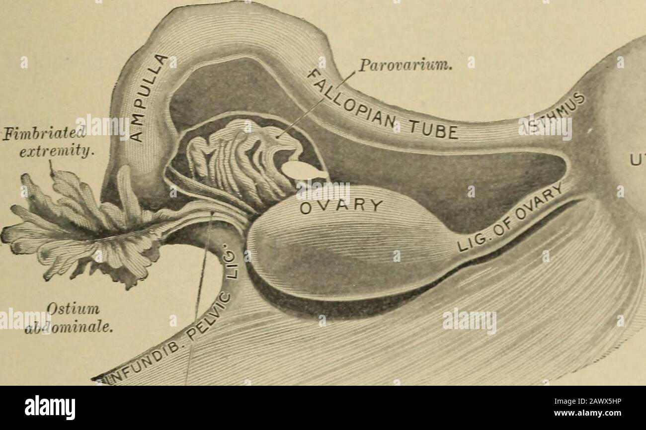 Diagnosi ginecologica . h larga (da 2 a 2,5 cm.), e spessore da 1 a 1,5 cm.) e peso di circa 2 dram (6 grammi). Dalla pubertà alla menopausa mantiene la stessa dimensione e forma, ma la levigatezza della sua superficie è marted dalle cicatrici, dai theresults delle lacerazioni ripetute causate dalla rottura dei follicoli ripeGraafiani. (Vedere La Fig. 118.) Dopo la menopausa l'ovaio si restringe e diventa rugoso e atrofico, e all'età di settanta pesa circa un grammo (Vedere Fig. 119.) 284 ANOMALIE ANOMALIE l'assenza Congenita di entrambe le ovaie è rara ed è associata ad uno sviluppo difettoso dell'ovaio Foto Stock