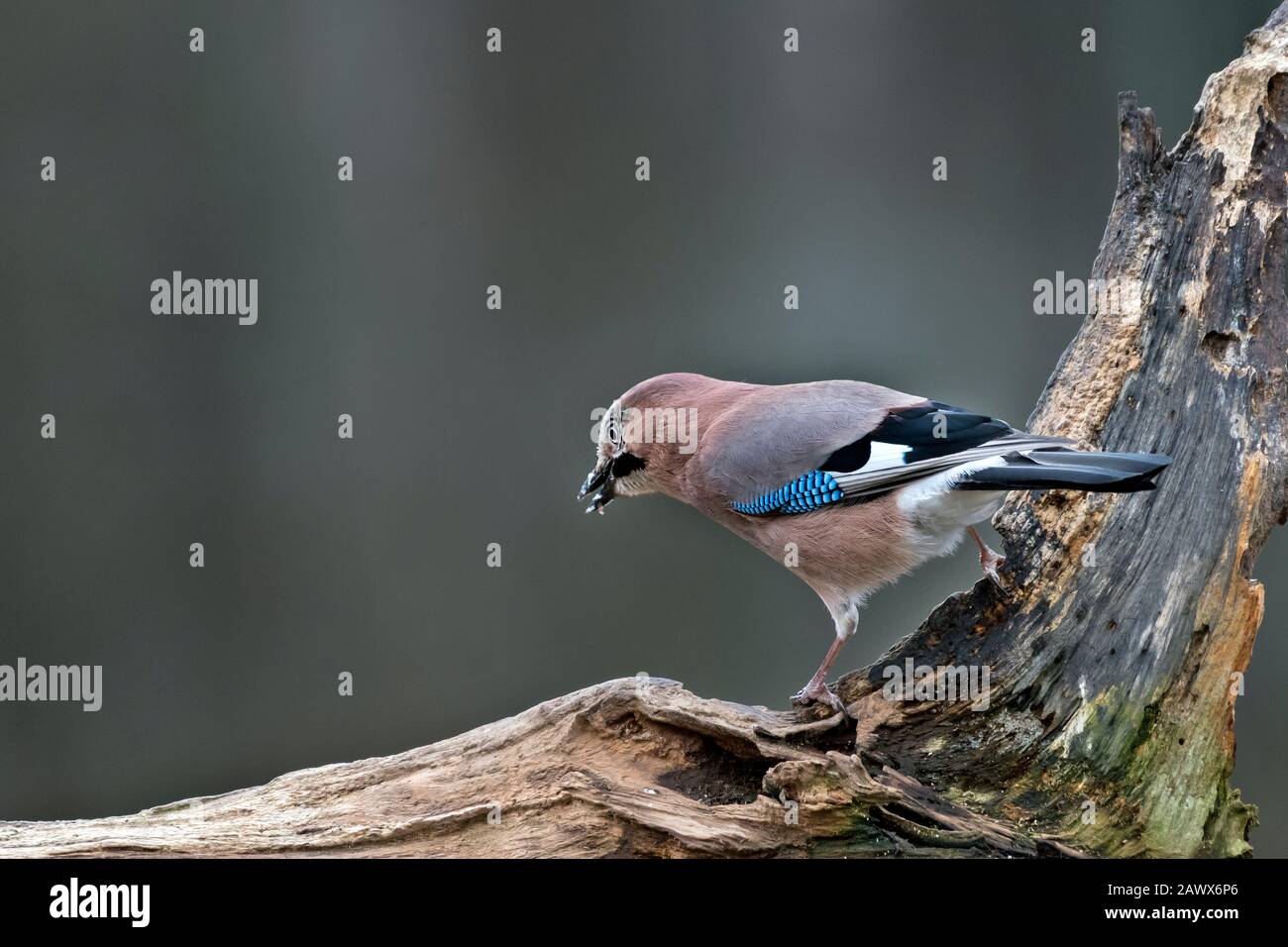 Jay (Garrulus glandarius). Bialowieza, Polonia Foto Stock