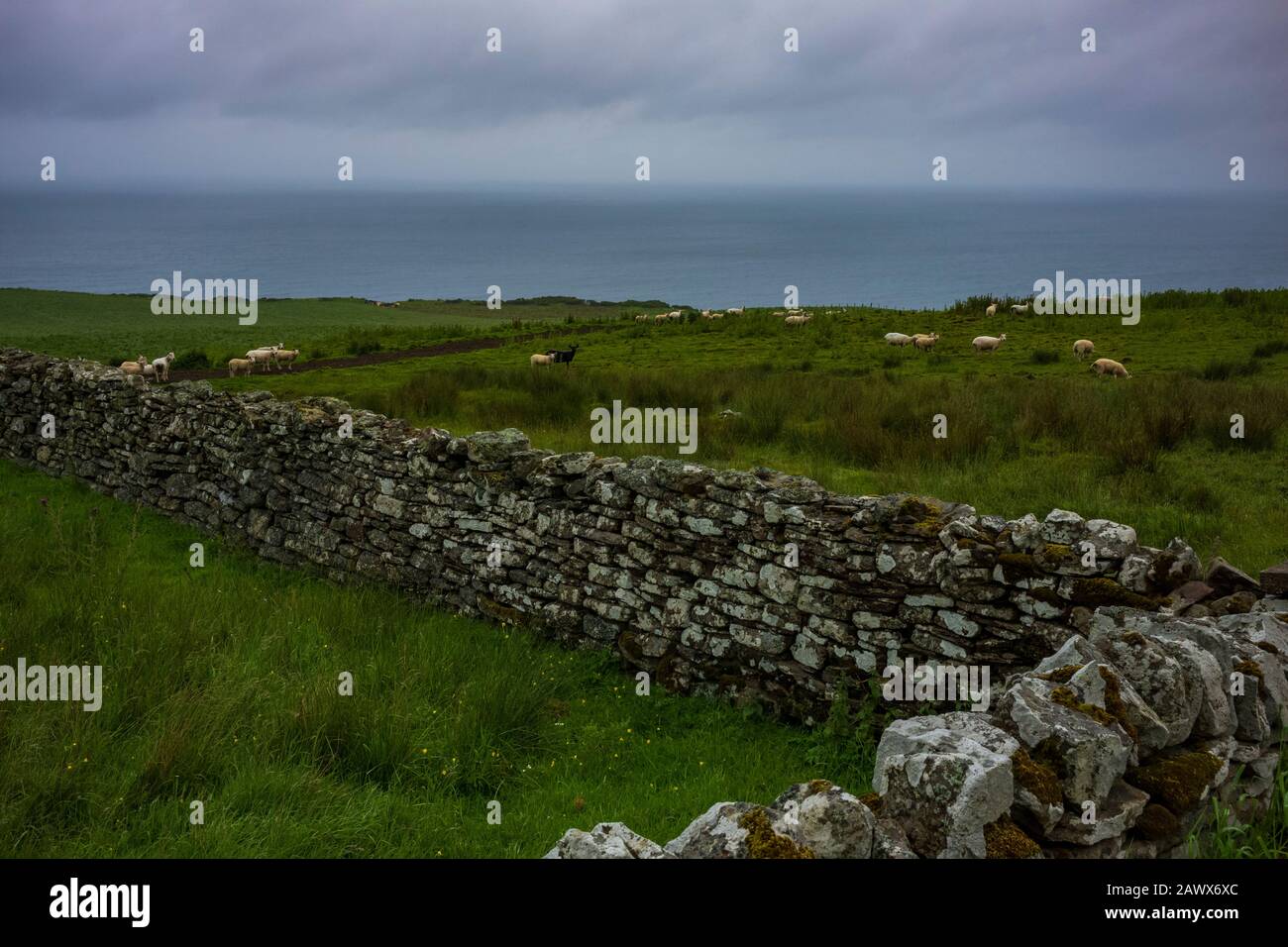 Pecore pascolano in un campo vicino a un muro di pietra e una scogliera che si affaccia Dornoch Firth vicino alla città di Glen Morangie, Scozia, Regno Unito, durante una giornata in mare. Foto Stock