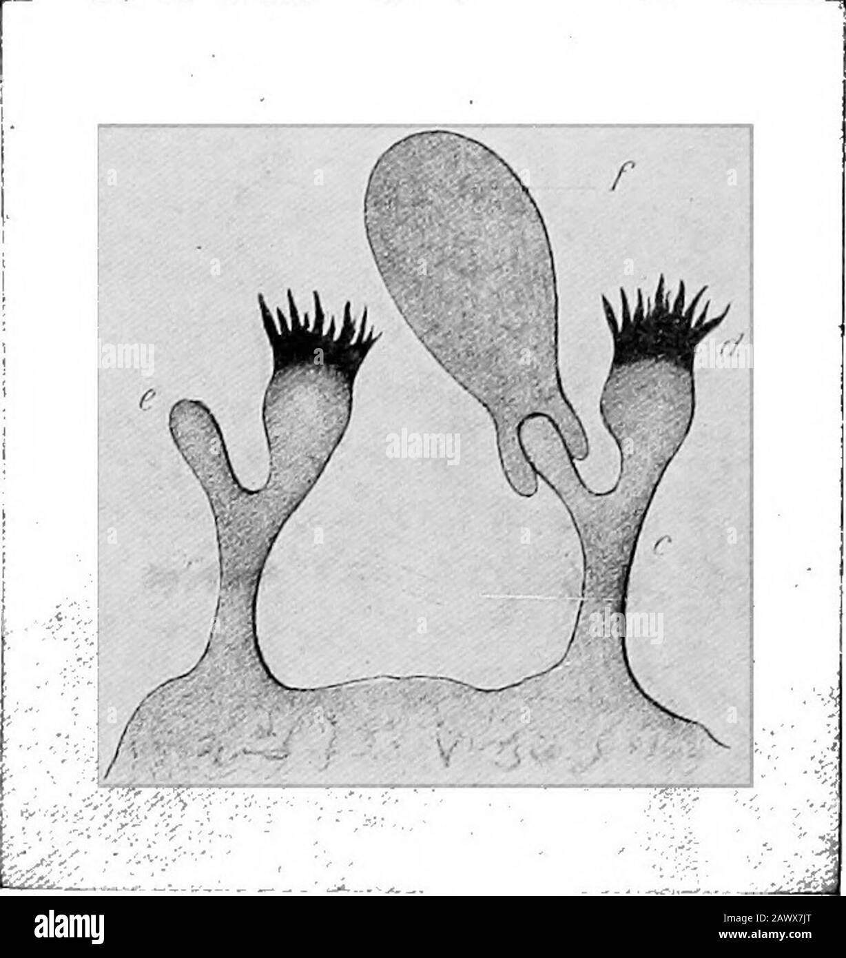 Nozioni fondamentali di batteriologia; essendo un'introduzione concisa e sistematica allo studio di batteri e microörganisms alleate. Der e di tossina che si uniscono al recettore cellulare: A, recettore cellulare; h, molecola di tossina;c, aptoforo della molecola di tossina; d, toxophore della molecola di tossina; e, hapthapto-phore del recettore CEU (Ehrlich). Il gruppo aptofore o di combinazione, mediante il quale la toxinmolecola può unire il recettore della cellula, e {B) il toxo-phore, o gruppo di avvelenamento, mediante il quale può attaccare il protoplasma della cellula dopo essere stato fissato ad esso dal gruppo apto-phore. L'effetto della tossina dipende da Foto Stock