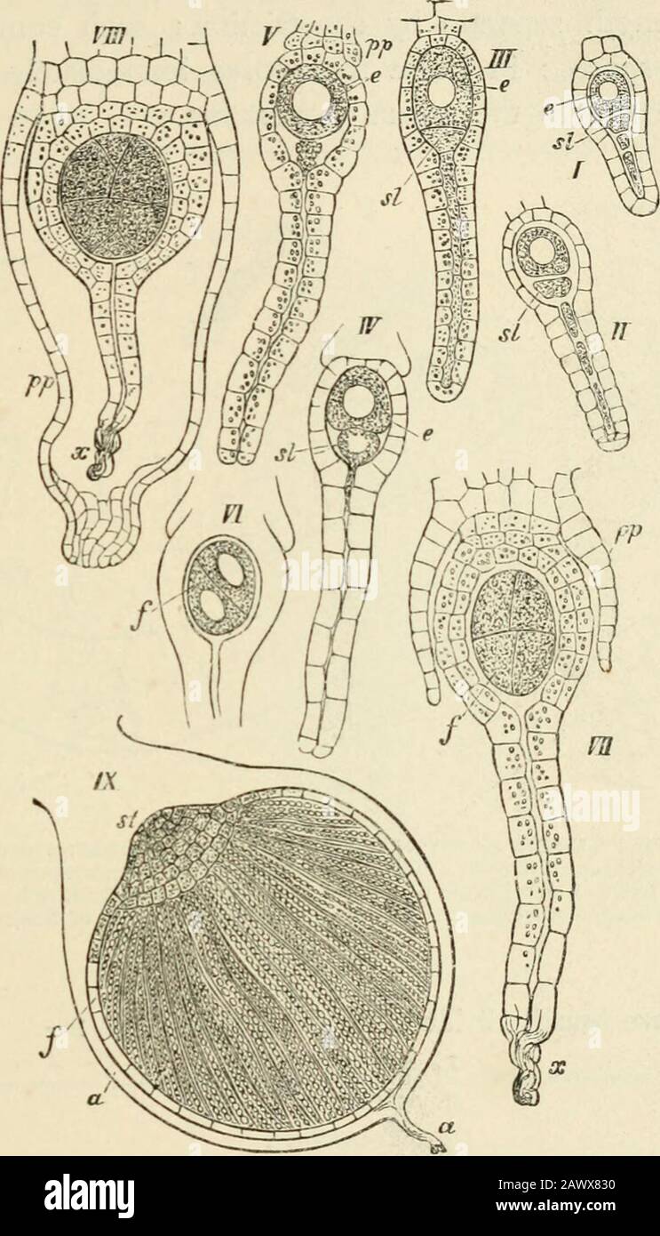 Testo-libro di botanica, morfologica e fisiologica . Fig. 214 bis.-Primo stafje di sviluppo dell'archesjo-nium di Andrenfa (dopo Kiihn); un terminale arrojroniumderivante dalla cella apicale del germoglio; b i giovani jcstleaves; B dopo la formazione della cella centrale e della cella stig-matic; C sezione trasversale del giovane ventrale. HEP A TICM. 301 Lo sporogonio ha origine anche in modi diversi. L'oosphereis fecondato è sempre diviso in primo luogo nell'archegonio in due cellule, la cui parte superiore, rivolta verso il collo, forma la cellula apicale crescente; ma questo si divide in molto differen Foto Stock