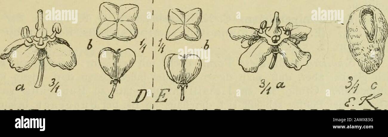 Mitteilungen Der Deutschen Dendroologische Gesellschaft . Abb. 7.A Evonymus Bungeana Max.: A Blüte, a deren Griffel in Seitenansicht, b Frucht von oben undvon der Seite, c Arillus (arancio) mit oben sichtbarem Samen. B JL. Maacki Rupr.: A Blüte,o, Blumenblatt ausgebreitet, b Frucht, c Arillus (arancio) mit im Spalt sichtbarem Samen (rot). C E. yedoensis Koehne: A Blüte mit kurzen Staubblättern und langem Griffel, a^ Blumenblatt,b Frucht, c Arillus (arancio) mit schmalem Spalt, d Blüte mit längeren Staubblättern und kürzeremGriffel, d^ Blumenblatt. D E. semiessrotta Koehne: A Blüte, b Frucht, Foto Stock