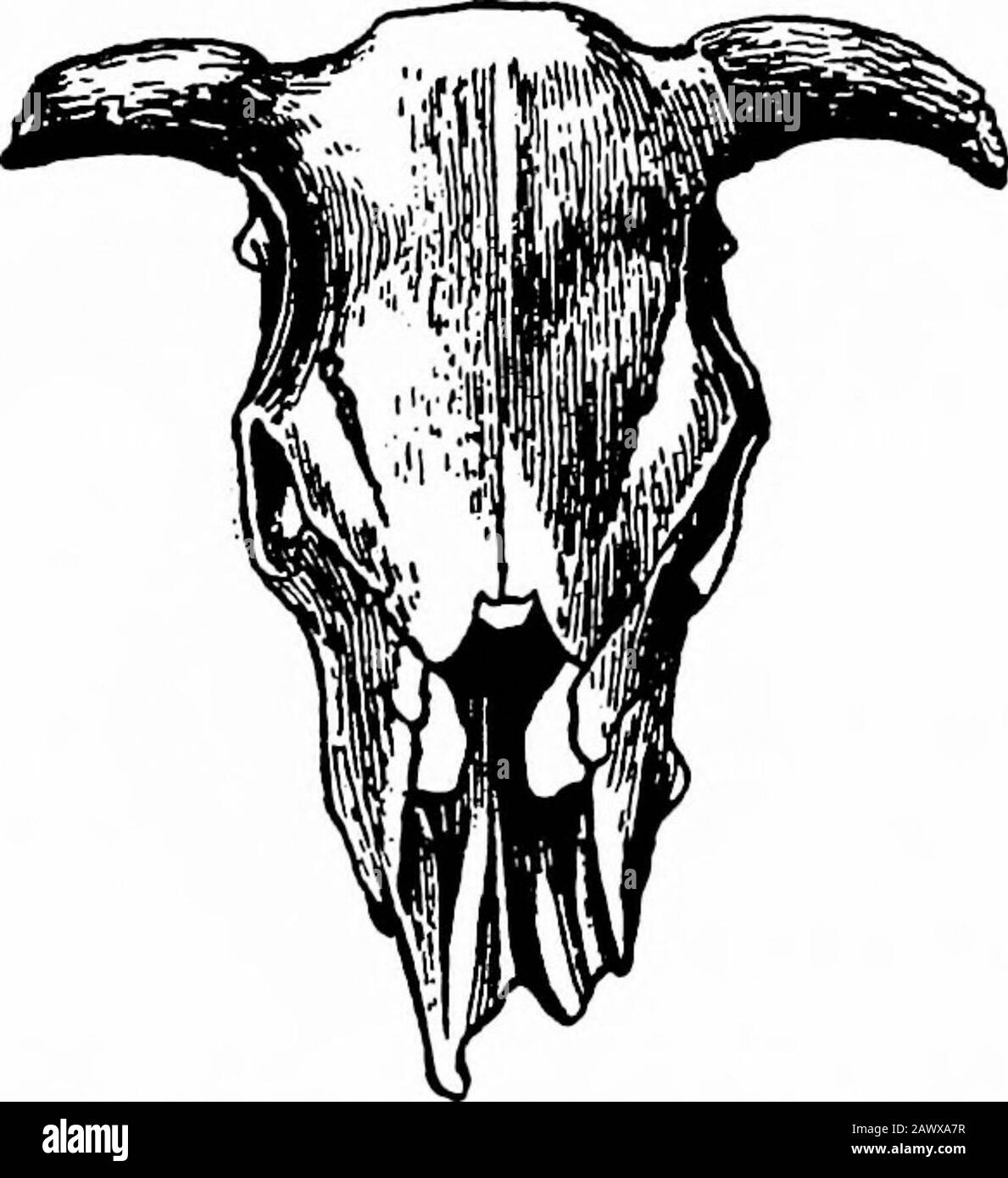 L'evoluzione del bestiame britannico e la moda delle razze . BOS LONGIFRONS - DALLA SVIZZERA. Da RiUimeyer. Lungo dalla nuca all'estremità dell'osso del ceppo, la testa circa 1 piede 4 pollici, in modo che la lunghezza totale deve essere di 6 piedi 8 pollici. Fromthe snello fare delle sue ossa, il suo corpo mustanzé hanno assomigliato ad un cervo che il nostro bue comune; le sue gambe alle estremità sono certilmentamente più corte e anche più sottili di quelle di Annals e Magazine di Storia Naturale, vol. iv. Secondseries, 1849, P- 352. Bos LONGIFRONS 19 un cervo (cervo rosso pieno-antlerdo). Runtyyyercalls esso la mucca di torba Foto Stock