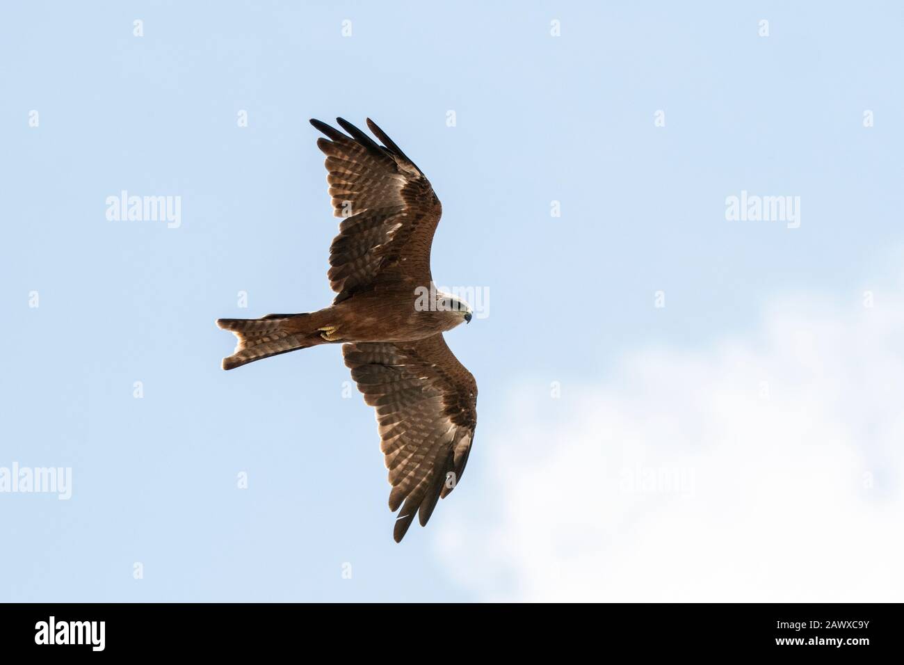 Black kite (Milvus migrans) adulto in volo contro un cielo blu, Melbourne, Victoria, Australia Foto Stock