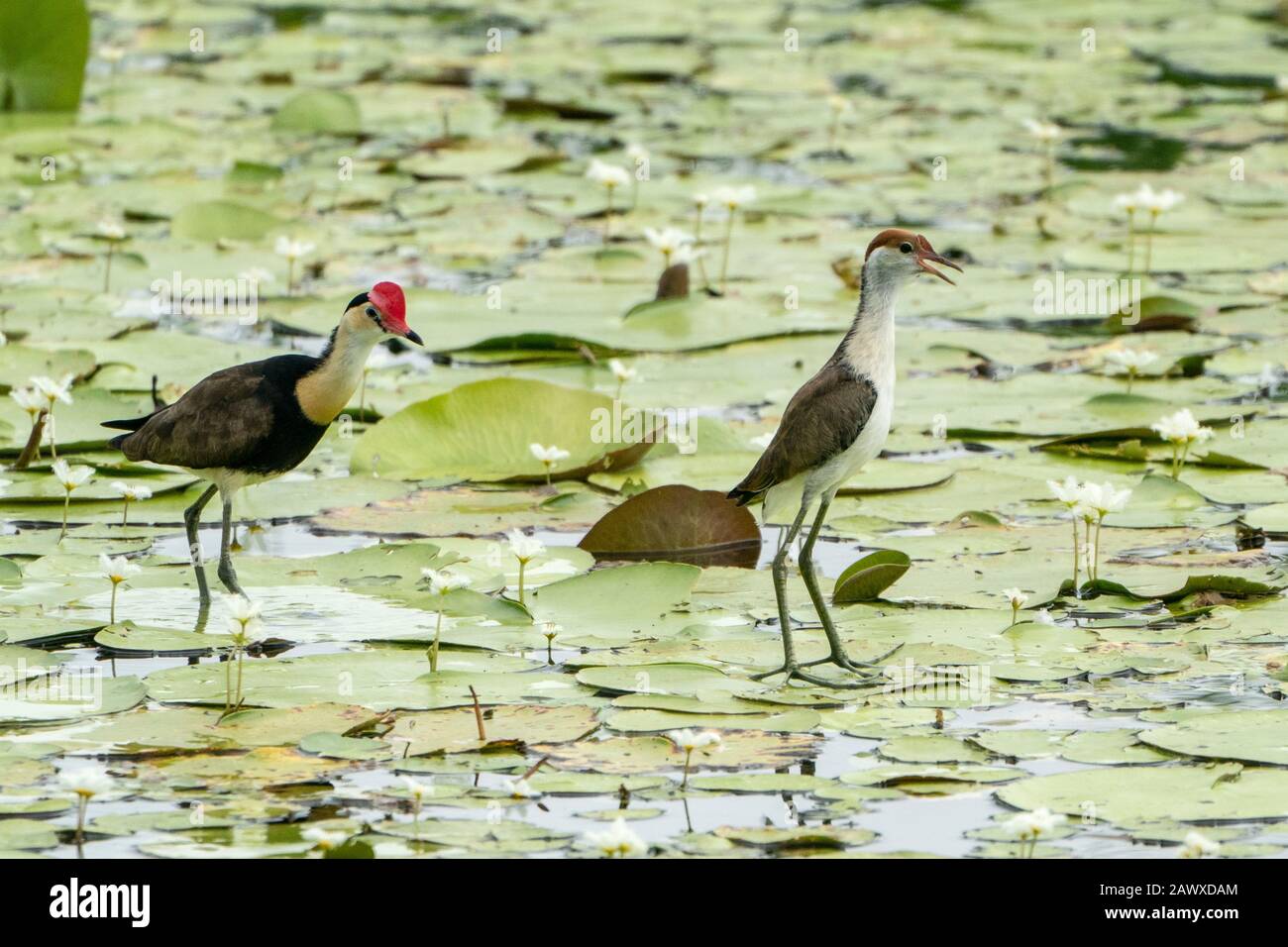 Jacana comb-crested (Irediparra gallinacea) adulto e pulcino a piedi sulla vegetazione galleggiante, Queensland, Australia Foto Stock