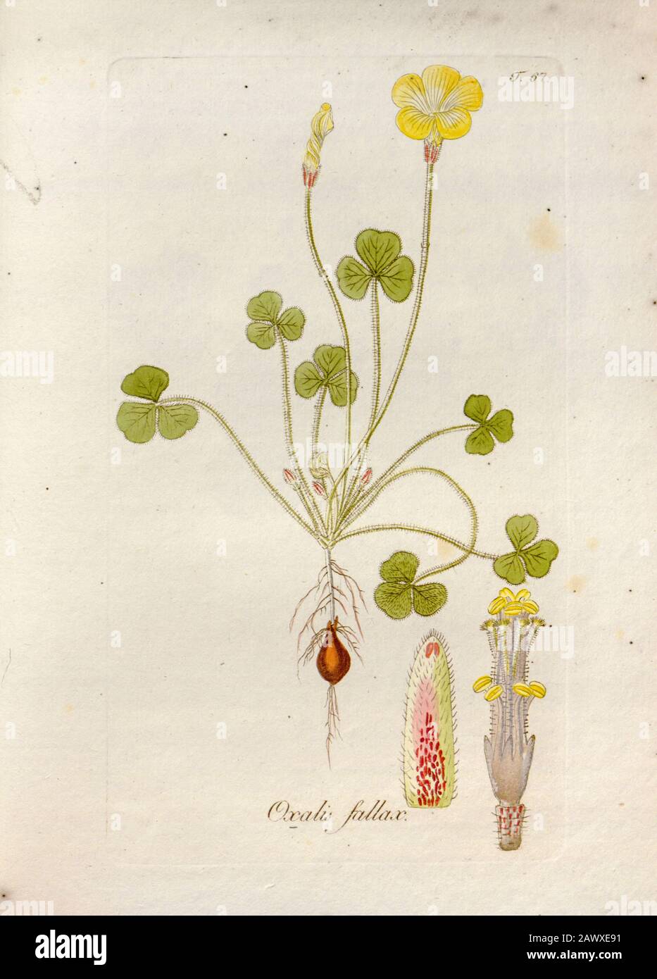 Woodsorrel (Oxalis fallax). Illustrazione di 'Oxalis Monographia iconibus illustrata' di Nikolaus Joseph Jacquin (1797-1798). Pubblicato nel 1794 Foto Stock