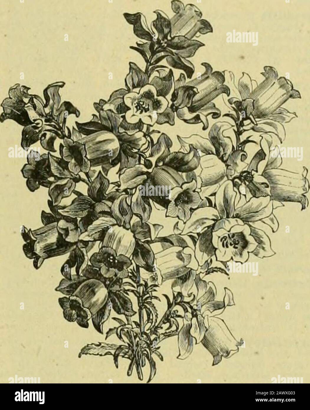 Il supplemento del secolo al dizionario di giardinaggio, un'enciclopedia pratica e scientifica di orticoltura per giardinieri e botanici . Fig. 198. Campanula persic£folia e varietà bianca. Campanula - continua.di cui le belle forme di C. persicsefolia (Fig. 198), l'ibrido C. BurgKalti^ le varietà a doppio fiore OFG. Trachelium, il tempo onorato Chimney EeUflower(0. Piramidalis), e C. glojnerata sono tra i migliori. Per il rockery c'è una deliziosa sezione, embracingla nota C. Portenschlagiana, C. valdensis, C. tur-hinata^ la bella coda C. isophylla e C. i. Foto Stock