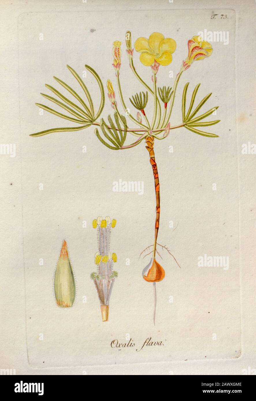 Legno di stroro (Oxalis flava). Illustrazione di 'Oxalis Monographia iconibus illustrata' di Nikolaus Joseph Jacquin (1797-1798). Pubblicato nel 1794 Foto Stock