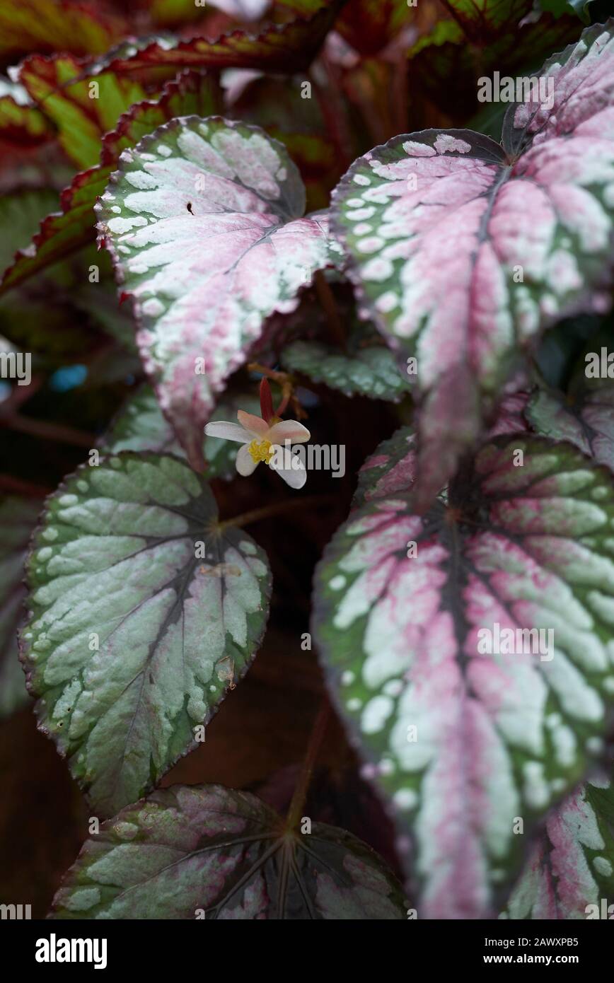 Foglie colorate di pianta di Rex begonia Foto Stock
