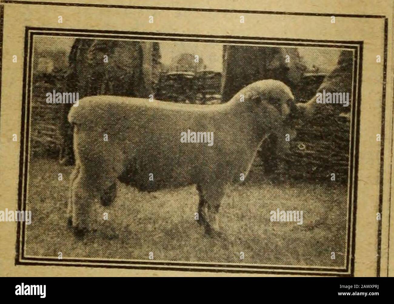 Agricoltore e allevatore . ,^-^? % i^-^ioneers,Hanover-.?quare London r,r T • ,Princes-.Street,ton Mano;! Tork^^fe,- ^Zj^l^^^^^EU 160120.. 90.. 160.. 10.5075 CESSIONE Di Mfi. F. W. D BOBINSONS GLOUCESTER SPOTS ^ acquirenti di razza pura Gloucestershire Olrl &lt;s , erano presenti in fiera stren-tli a DnL f P.*^ P^^Mart, BECCILS, Suffolk su Tl, 1=^ s AuctionMessrs. George D rrrrrrrant e s. ^^^eberd appartenente a MR F w n P -P®^^^Hall, Beccles, owin^ to tiiP f;.. ^^°bii, figlio, di RoosFriesian catt e. Il suo 1 Wnt b«ng .-ecjuired forby la selezione di alcuni vena- chn^^ ^^l*Alfred Harwood di ijLj ^^ Sig. A^^s Foto Stock