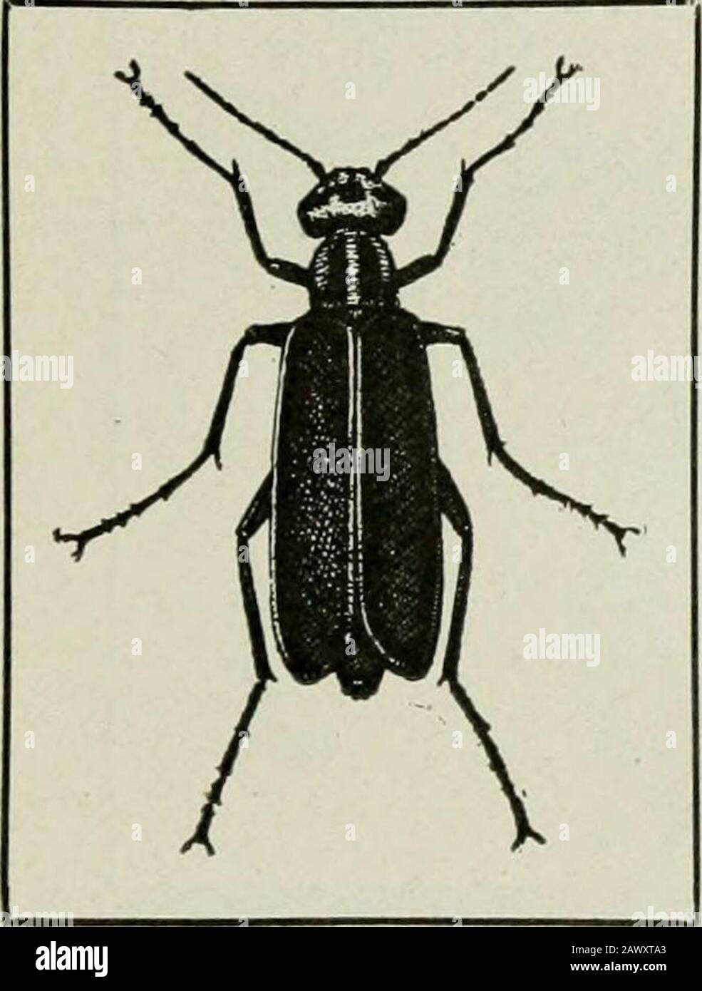 Agricoltura di successo : un riferimento pronto su tutte le fasi di agricoltura per gli agricoltori degli Stati Uniti e del Canada . h 5 percento kerosene emulsione. Molte tramogge possono essere catturate su una protezione cosparsa di groviglio o coperta di carta adesiva se viene spinta verso l'alto e verso il basso tra i therows. Fissare un filo o un'asta davanti alla protezione alla distanza corretta per estrarre le tramogge. Bur. Int. Boll 66, Pt. 4.Blister Coleotteri (Meloidce). A volte l'anumber delle colture è gravemente danneggiato dagli insetti noti come scarabei blister o insetti di patate vecchio stile. Questi scarabei arerather grande, a lunghe zampe un Foto Stock