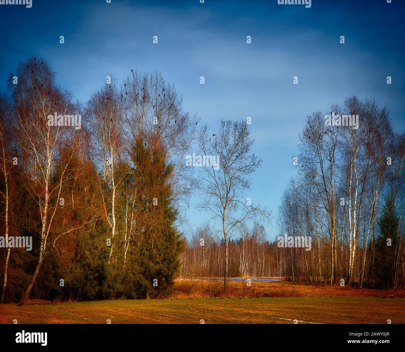 De - BAVARIA: Paesaggio di Moor a Bichl (immagine HDR) Foto Stock