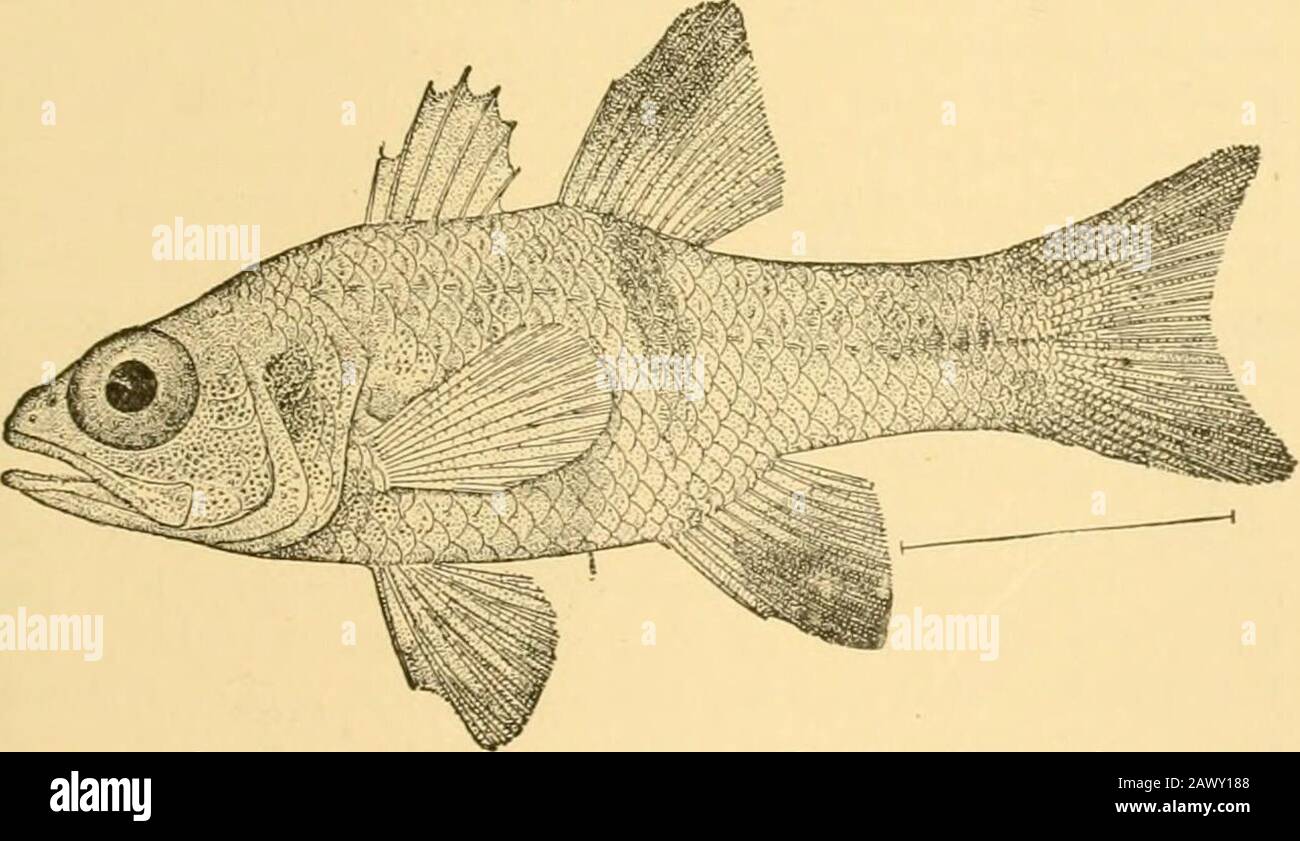 Pesci . IHE Cardinal-Pescoso. Apogonidae.- Gli Apogonida o i pesci-dinali-auto sono pesci percli-Hke, per lo più di piccole dimensioni, con due pinne dorsali corte distinte. Si trovano nei mari caldi, e molti di loro entrano nei fiumi, alcuni anche in-habiting sorgenti calde, ilany delle specie di riva sono colore rosso brillante, di solito con strisce nere, bande, o macchie. Altri ancora, tuttavia, sono oliva o argenteo, e alcuni in acqua più profonda areviola-nero. Le specie di Apogon sono particolarmente numerose, e le regioni in cui sono abbondanti, come in Giappone, sono molto. Fig. 421.-Cardinal-fish, Apogon retroselta Gill. Foto Stock