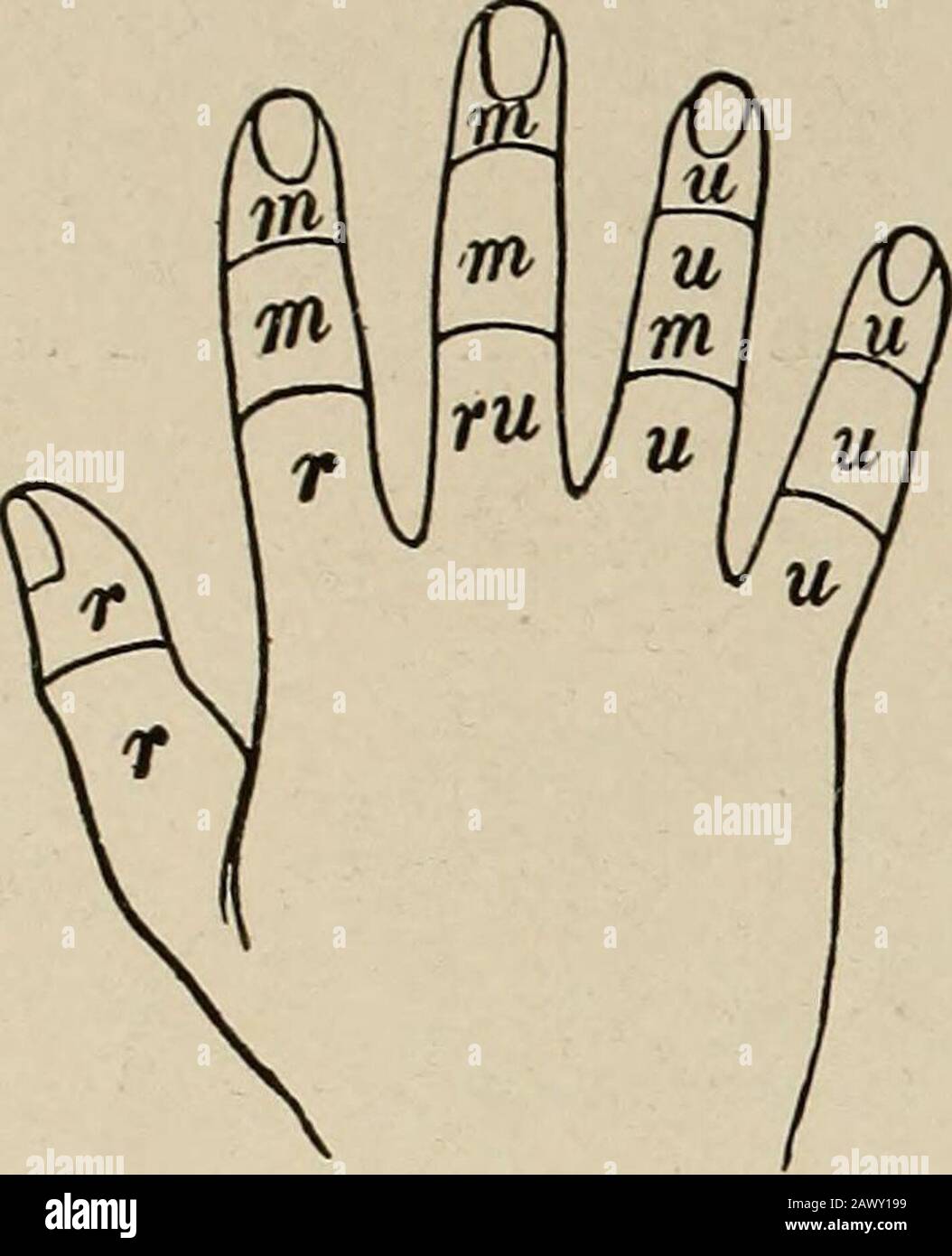 El Médico Comprueba La Sensibilidad Al Dolor Con La Rueda De Wartenberg - Foto 5