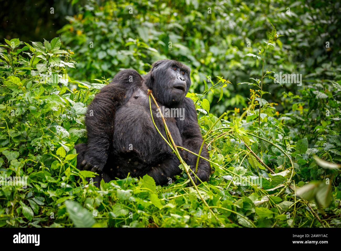 Katwe Group gorilla di montagna (Gorilla beringei beringei) seduto nel folto fogliame della Foresta Impenetrabile di Bwindi, nel sud-ovest dell'Uganda Foto Stock