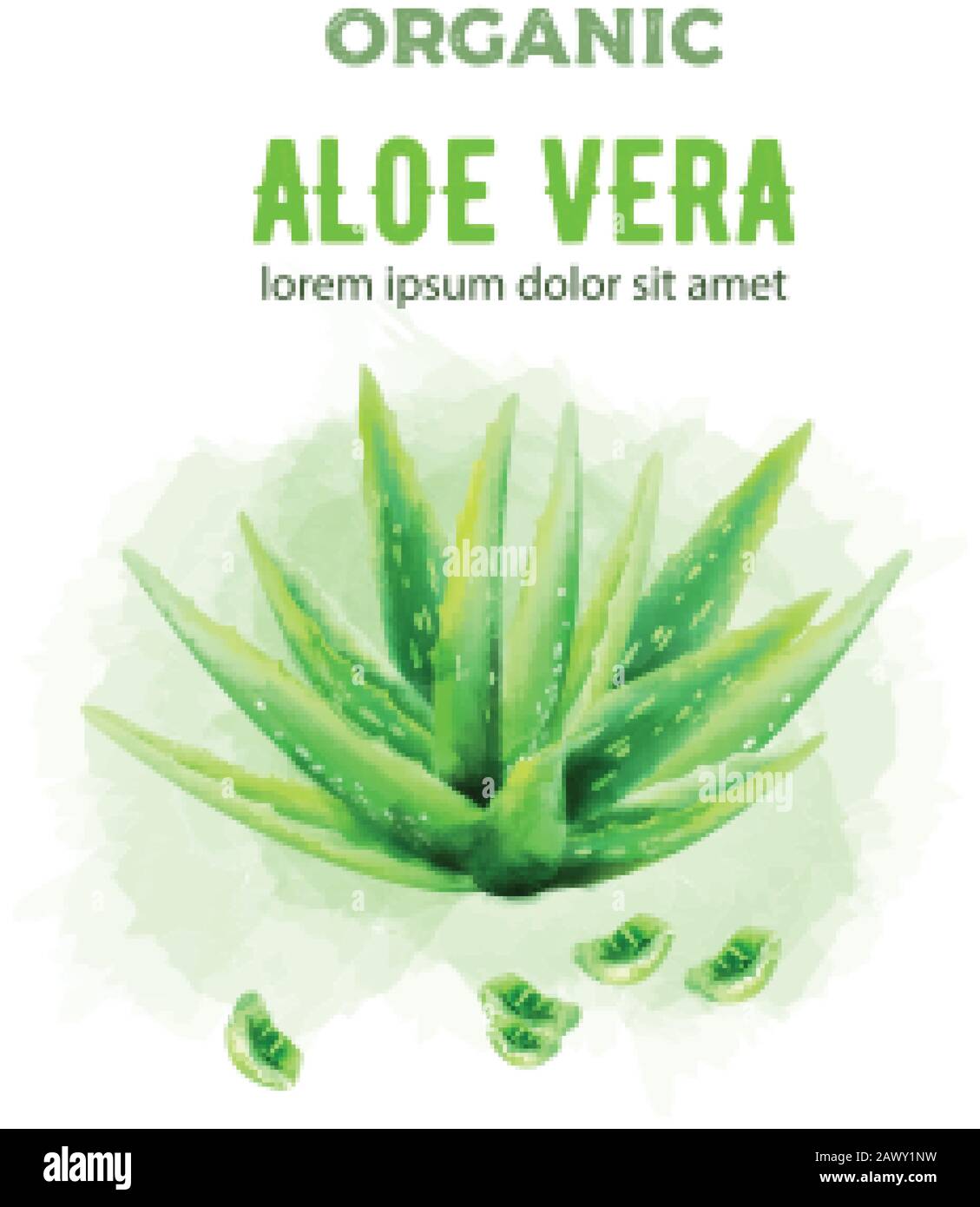 Verde organico acquerello Aloe vera pianta con pezzi. Vettore Illustrazione Vettoriale